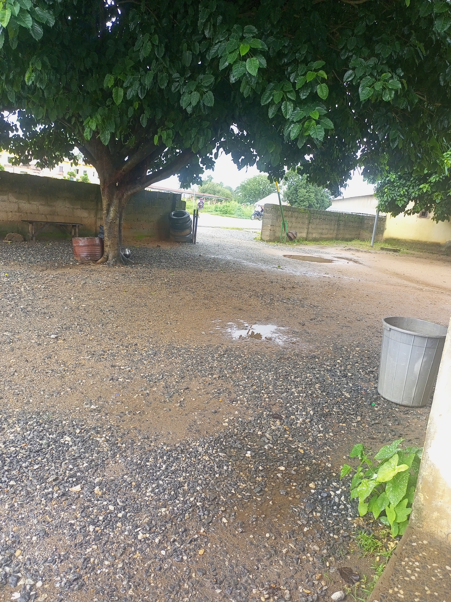 The image depicts an outdoor scene in Serti, Nigeria, likely on a damp day, with several puddles on the ground. Dominating the foreground is a large tree with dense green foliage, casting shadows. The ground is covered in a mixture of gravel and sand, showing signs of recent rainfall.
To the left, a rough-hewn wooden bench is situated against a low, light-colored brick wall. Beside the bench, a rusty metal barrel stands upright. Further to the left, a building with white and light-colored walls is visible in the background, with some greenery and what appears to be a large tree with lighter bark.
In the mid-ground, the path continues and curves slightly to the right. A gray plastic trash can with vertical ridges is positioned on the right side of the path, near a light-colored wall. Further back, a longer brick wall stretches horizontally across the image, with what appear to be some structures behind it, including the edge of a light-colored roof.
In the distance, more buildings and trees are visible, suggesting a semi-urban or rural environment. A motorcycle is parked on the left side of the path in the mid-ground, near the brick wall. The overall atmosphere is subdued, possibly due to overcast weather or recent rain.