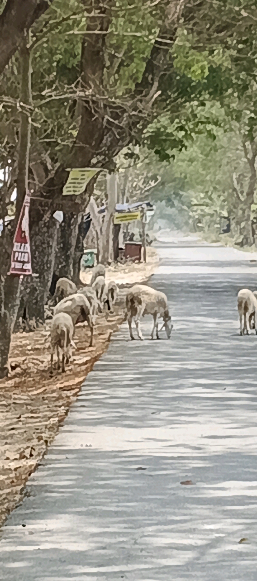 In Parengan, Indonesia, a herd of sheep grazes on the side of a paved road. The sheep are scattered along the shoulder and on the road, with some bending down to eat. The road is lined with trees and foliage, and there are signs attached to a tree on the left side of the image. The scene appears to be in a rural or semi-rural area, with the sunlight casting shadows on the road.