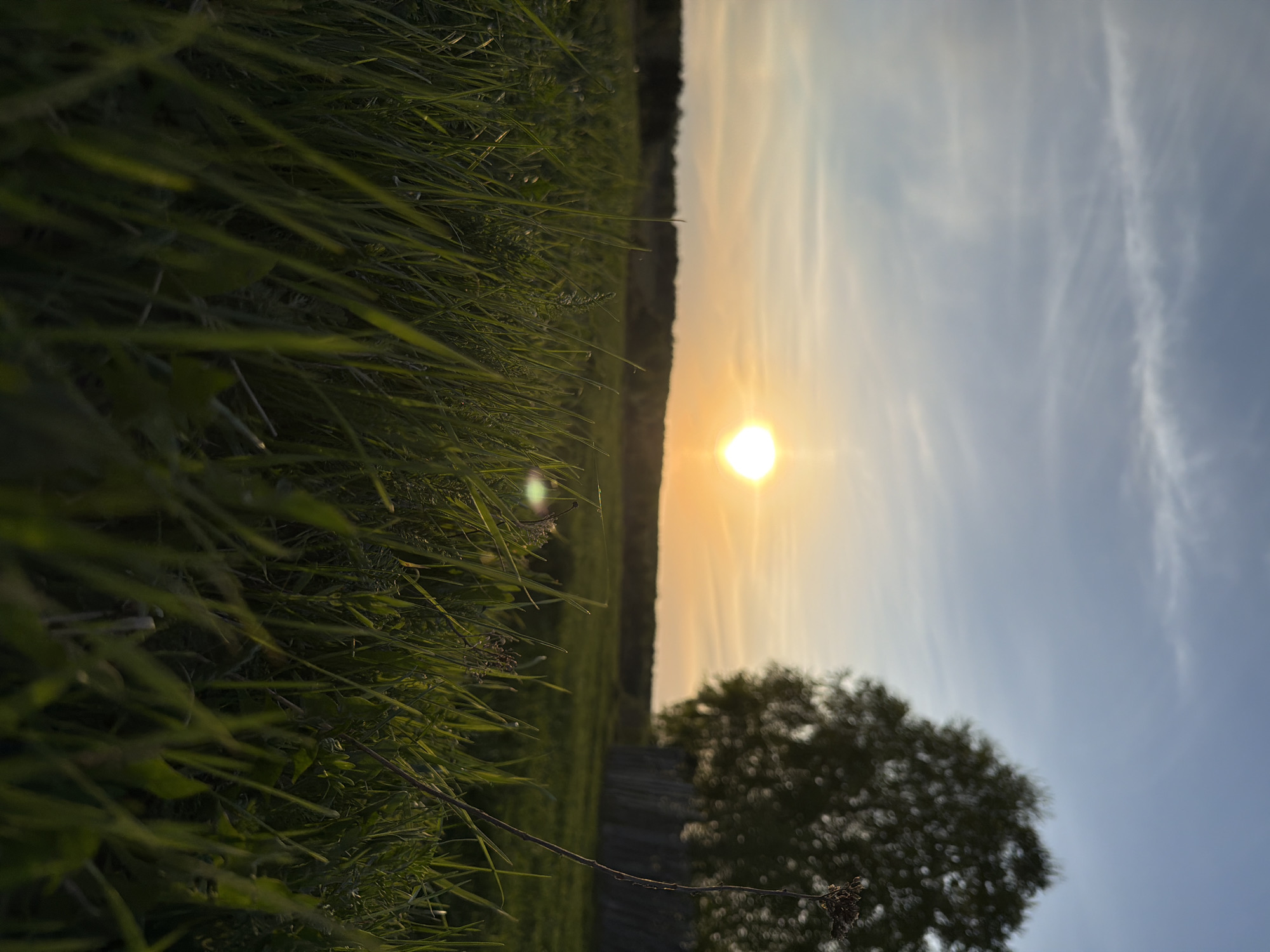 The image shows a ground-level perspective of a grassy field at sunset in Брюхово, Russia. Tall green grass occupies the left foreground, transitioning to a broader field stretching towards the horizon. The setting sun dominates the center of the frame, casting a warm glow. To the right is a tree against a sky transitioning from orange near the sun to blue higher up. The image is slightly rotated.