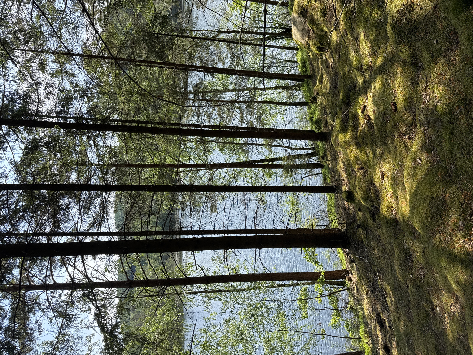 The image depicts a serene natural landscape at the edge of a coniferous forest overlooking a body of water, likely a lake or river, in Vessigebro, Sweden. Numerous tall, slender conifer trees, possibly pines or spruces, with dark trunks and green foliage, stand vertically in the foreground, framing the view of the water.
To the right, a steep bank or hillside is densely covered in vibrant, rich green moss, creating a soft, textured surface. Sunlight streams through the trees, casting distinct patterns of light and shadow across this mossy ground, and illuminating scattered pine cones. This suggests a clear, sunny day, possibly morning or late afternoon, given the angle of the shadows.
The body of water, visible through and beyond the tree trunks, appears calm with gentle ripples on its surface, reflecting the light from the sky. The sky itself is bright and clear, peeking through the dense network of tree branches and needles overhead. There are no people, animals, or man-made objects visible, nor is any text present. The scene conveys a sense of peaceful tranquility and untouched nature.