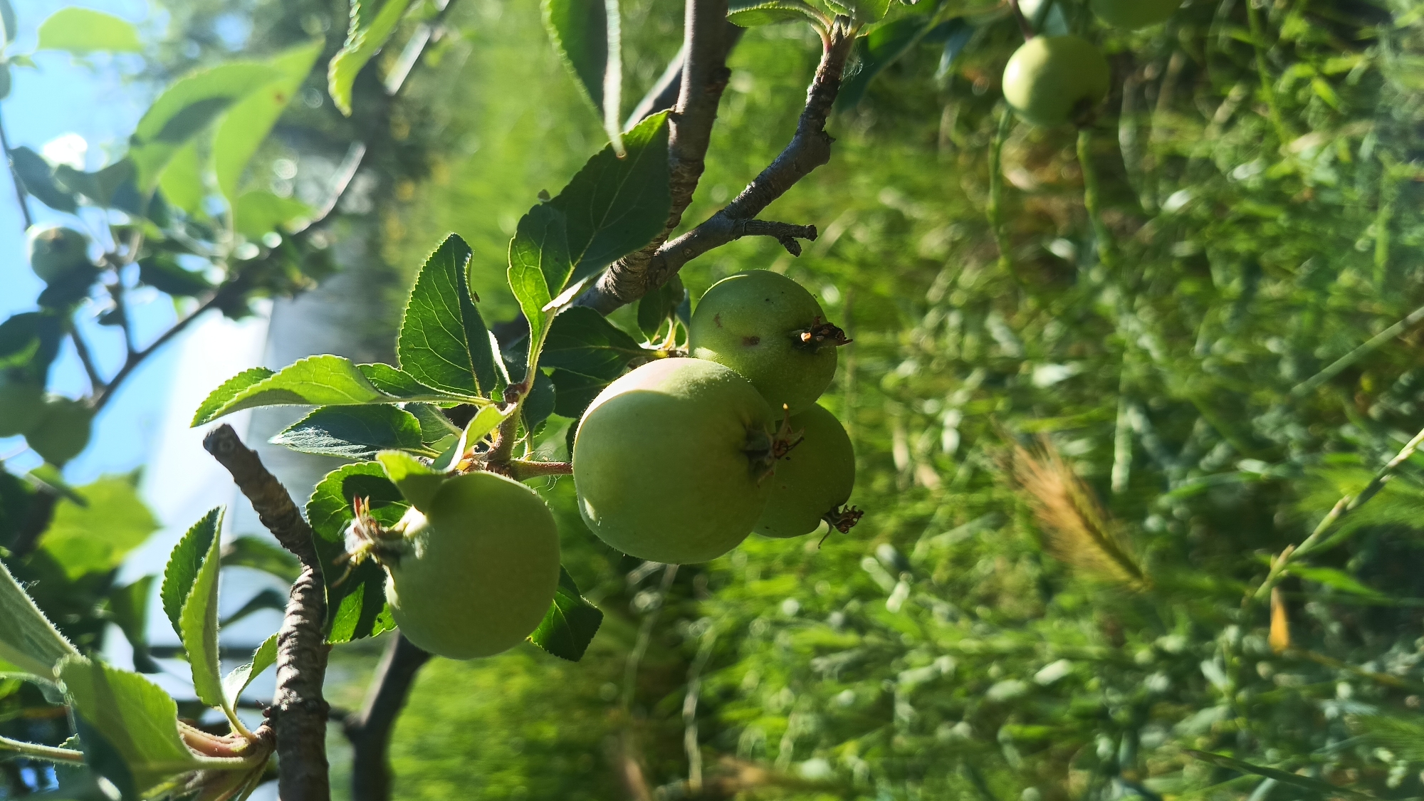 The image depicts a close-up of unripe green apples hanging from a tree branch. The apples are clustered together amidst green leaves. The background is a blur of green, suggesting grass or other foliage. The lighting is bright, indicating a daytime scene. There is no evidence to suggest the image was taken in Saraia, Bulgaria. There are no people present in the scene.