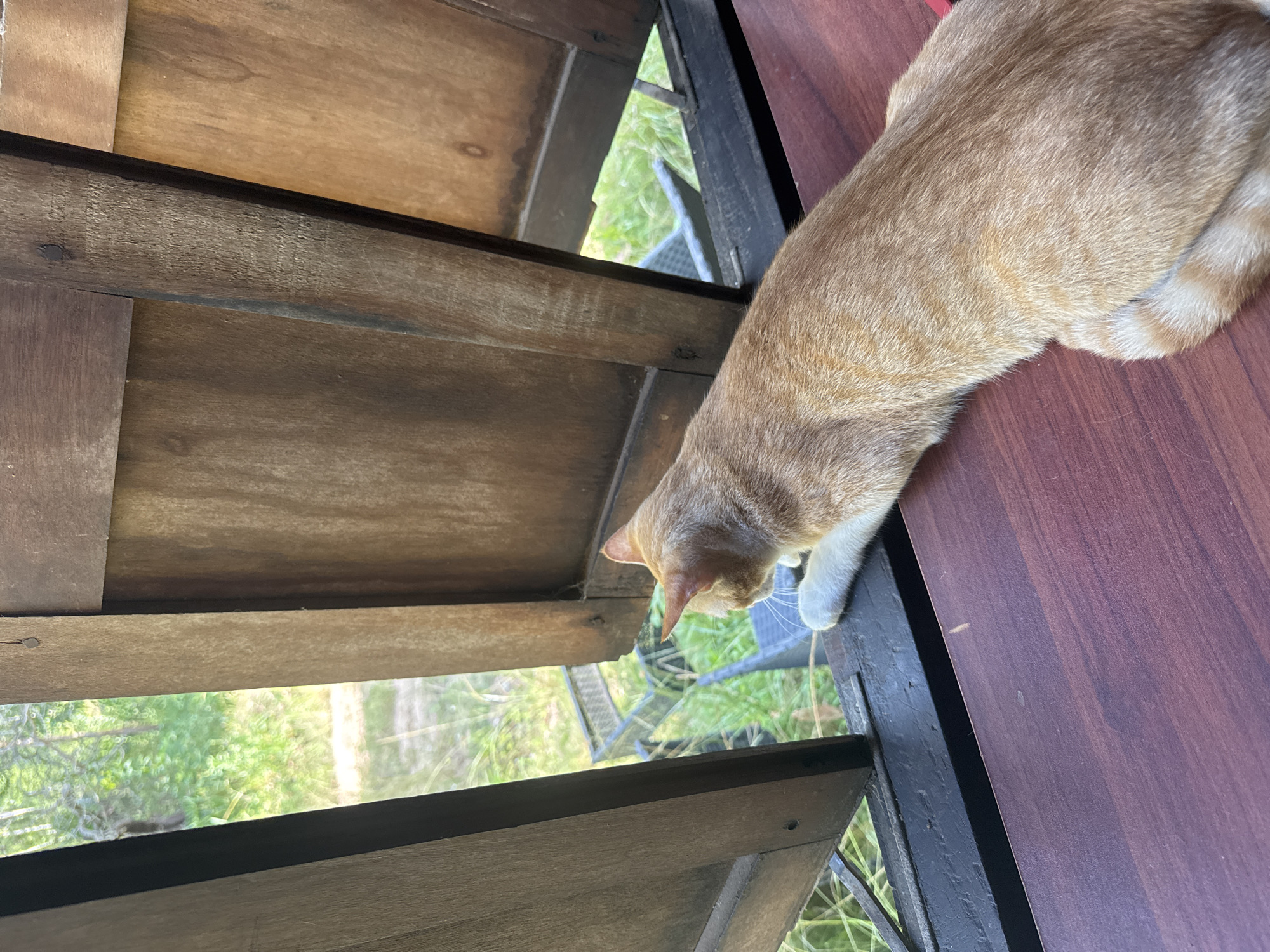 A tan and white striped cat is perched on the edge of a wooden window frame, looking down and out through the slats. The window opens to a view of greenery, including grass and some bushes or small trees. The location is Baan Thong Nang, Thailand. The cat appears to be observing something outside the window. The window frame is aged and made of dark-stained wood. The table surface near the window is dark maroon.