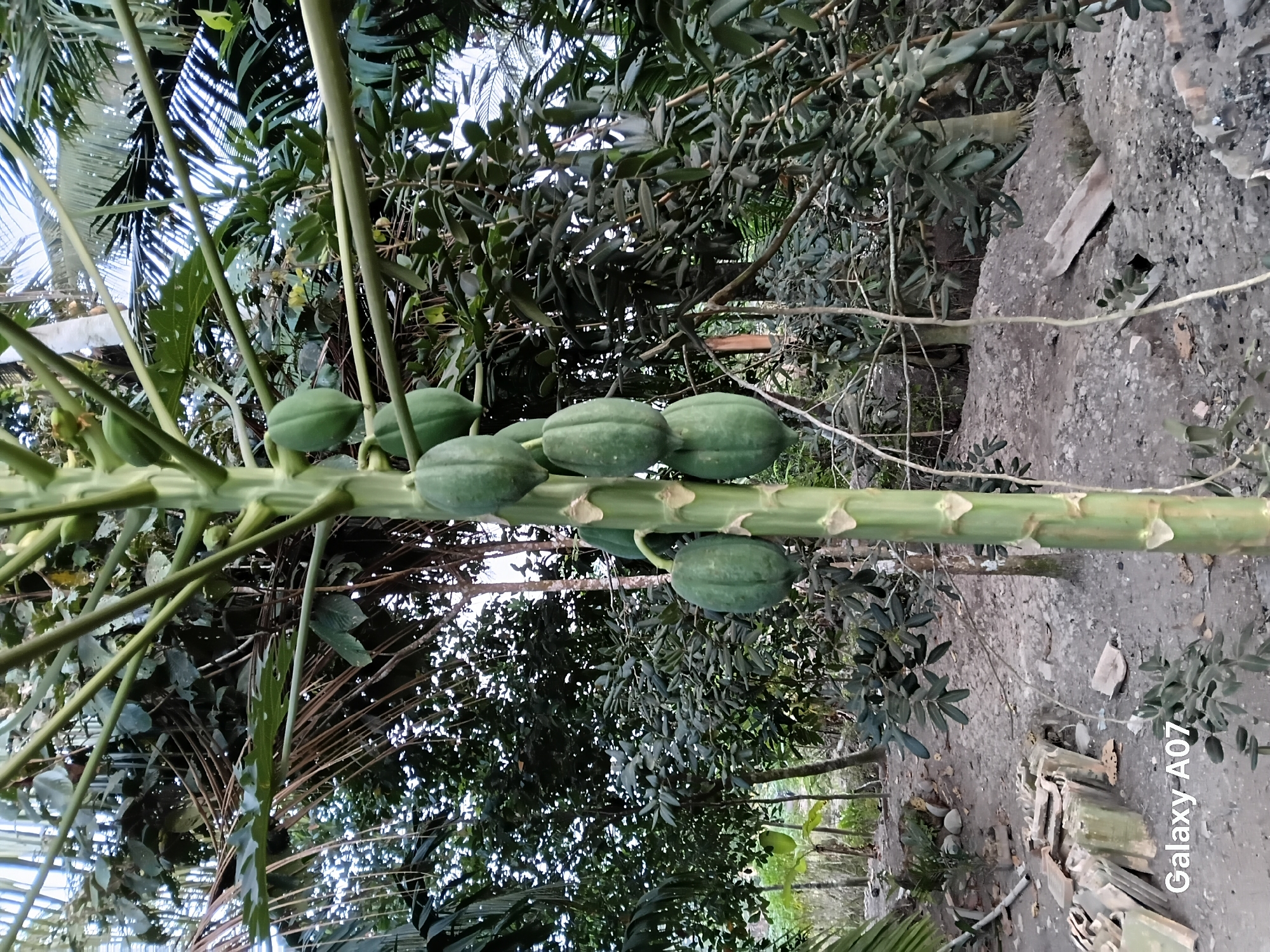 This is a medium-angle, full-shot photograph of a papaya tree laden with immature green papayas. The tree trunk, which is thick and green with visible leaf scars, stands prominently in the foreground, slightly off-center to the right. Several clusters of green papayas hang from the trunk at various heights. The background consists of dense foliage and trees, suggesting an outdoor, possibly rural or garden setting. The ground beneath the tree is covered in dirt, rocks, and some scattered debris, including what appear to be broken roof tiles or bricks. The lighting suggests it is daytime, with dappled light filtering through the leaves. The overall scene is one of nature and cultivation in a tropical environment. The watermark "Galaxy A07" is visible in the lower left corner.