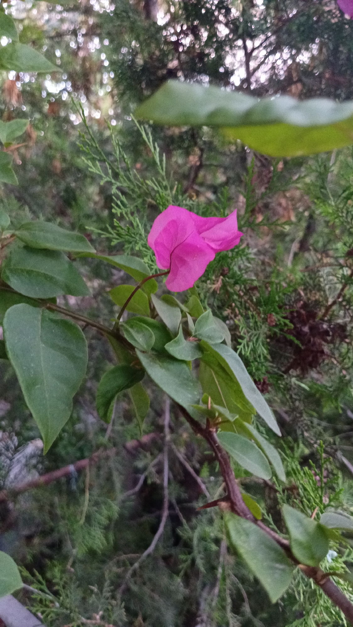 In Ashtarak, Armenia, a single vibrant pink bougainvillea bract stands out against a backdrop of lush green foliage and coniferous branches. The flower, with its delicate, papery texture, is positioned slightly off-center to the left, its stem arching gracefully. Dark green leaves, some sharp and pointed, others broader and ovular, surround the flower, creating a layered effect. In the background, a dense arrangement of evergreen trees and branches creates a natural, slightly blurred environment. The sunlight filters through the leaves and branches, creating a dappled light effect and highlighting the textures of the plants. The image appears to be taken outdoors in a garden or natural setting within the city.