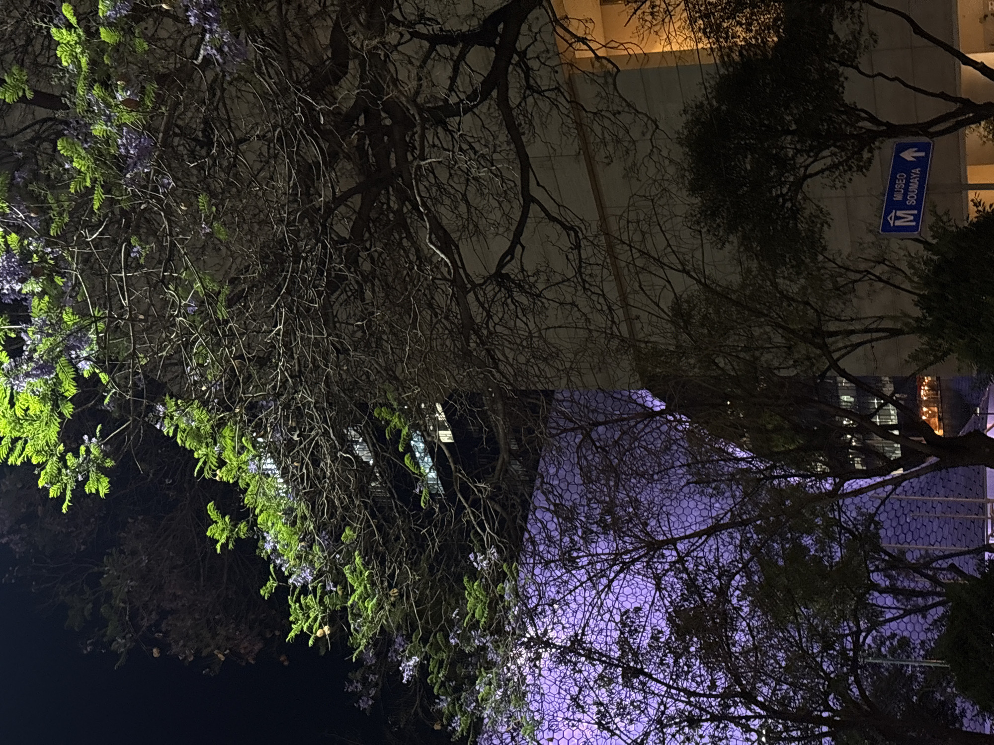 The image captures a nighttime scene in Mexico City, Mexico. In the foreground, branches of trees are visible, some with green leaves and purple flowers. A street sign indicates the direction to the "Museo Soumaya" (Soumaya Museum). In the background, a modern building with a distinctive honeycomb or hexagonal patterned facade is visible, illuminated with a purple hue. The overall scene appears to be a street view at night, with a blend of natural elements (trees) and urban elements (buildings and signs).