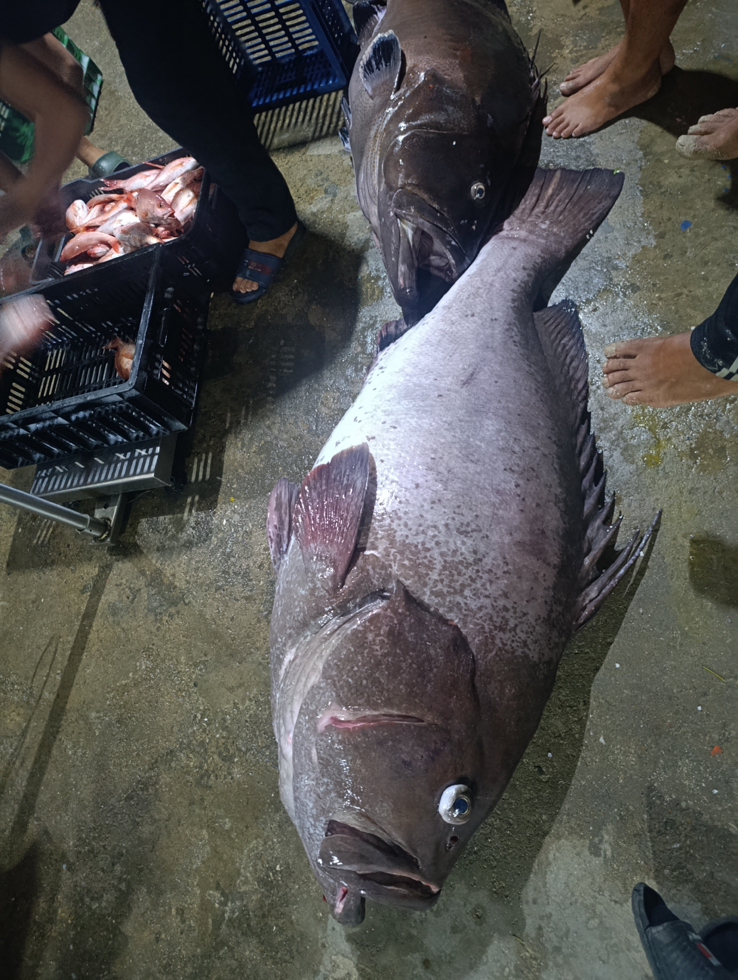 This image captures a bustling nighttime scene at a fish market or fishing port in Juan Griego, Venezuela. The foreground is dominated by two massive, dark-colored fish, characteristic of large groupers, lying on a wet, concrete ground. The fish closest to the viewer faces left, its mouth slightly open, revealing its gill plates, and a prominent, reflective eye. A second large fish is positioned behind it.
Several people are partially visible in the frame, indicated by their legs and feet. On the left, a person wearing dark pants and blue sandals stands next to several black plastic crates. One crate is brimming with numerous smaller, reddish-pink fish, likely snappers, indicating a diverse catch. Below this crate, a metal weighing scale or similar processing equipment is partially visible. Additional bare feet are seen near the head of the large fish in the upper right, and a foot wearing a dark shoe is visible in the lower right, suggesting multiple individuals are actively involved in handling the day's (or night's) catch.
The dim lighting, characterized by strong shadows and reflections on the wet surfaces of the fish and ground, indicates that the scene is taking place at night or during the very early morning hours. This utilitarian environment, with its wet concrete and crates, is typical of a working dockside or fish processing area. The overall activity depicted is the unloading, sorting, and likely preparation of freshly caught fish for sale, a common sight in coastal fishing communities like Juan Griego. No discernible text is visible within the image.