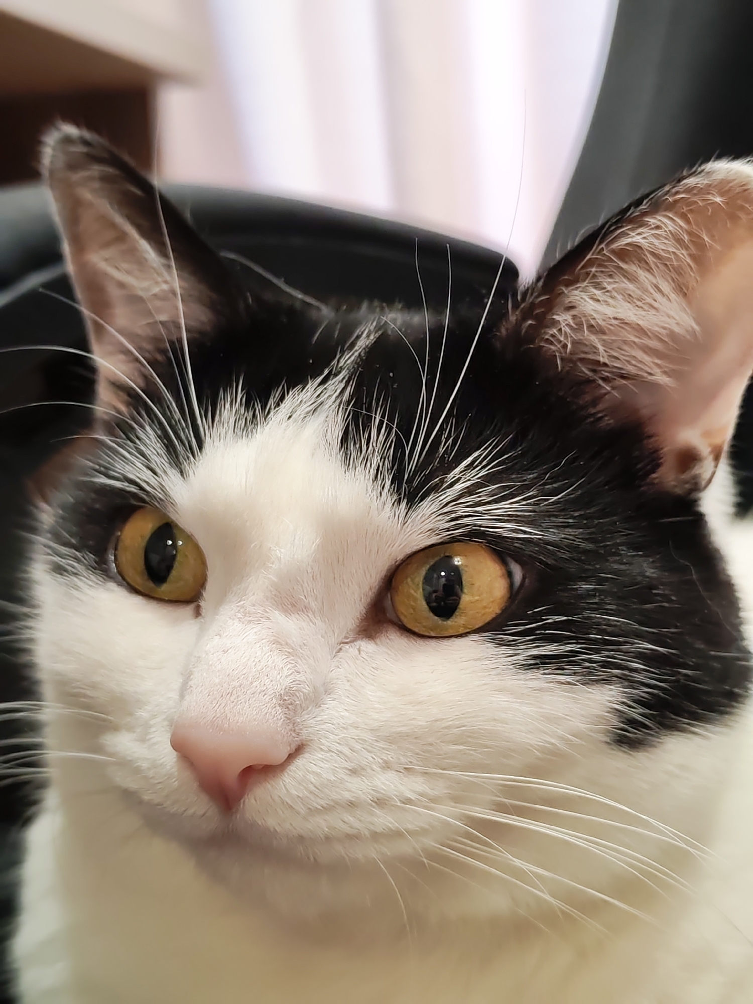 A close-up shot depicts the head of a black and white cat. The cat's eyes are a striking amber color, and its pink nose is prominently featured. Long white whiskers extend from the cat's face. The background is softly blurred, with hints of dark and light vertical lines. The image was taken in the city of Chaikovsky, Russia.