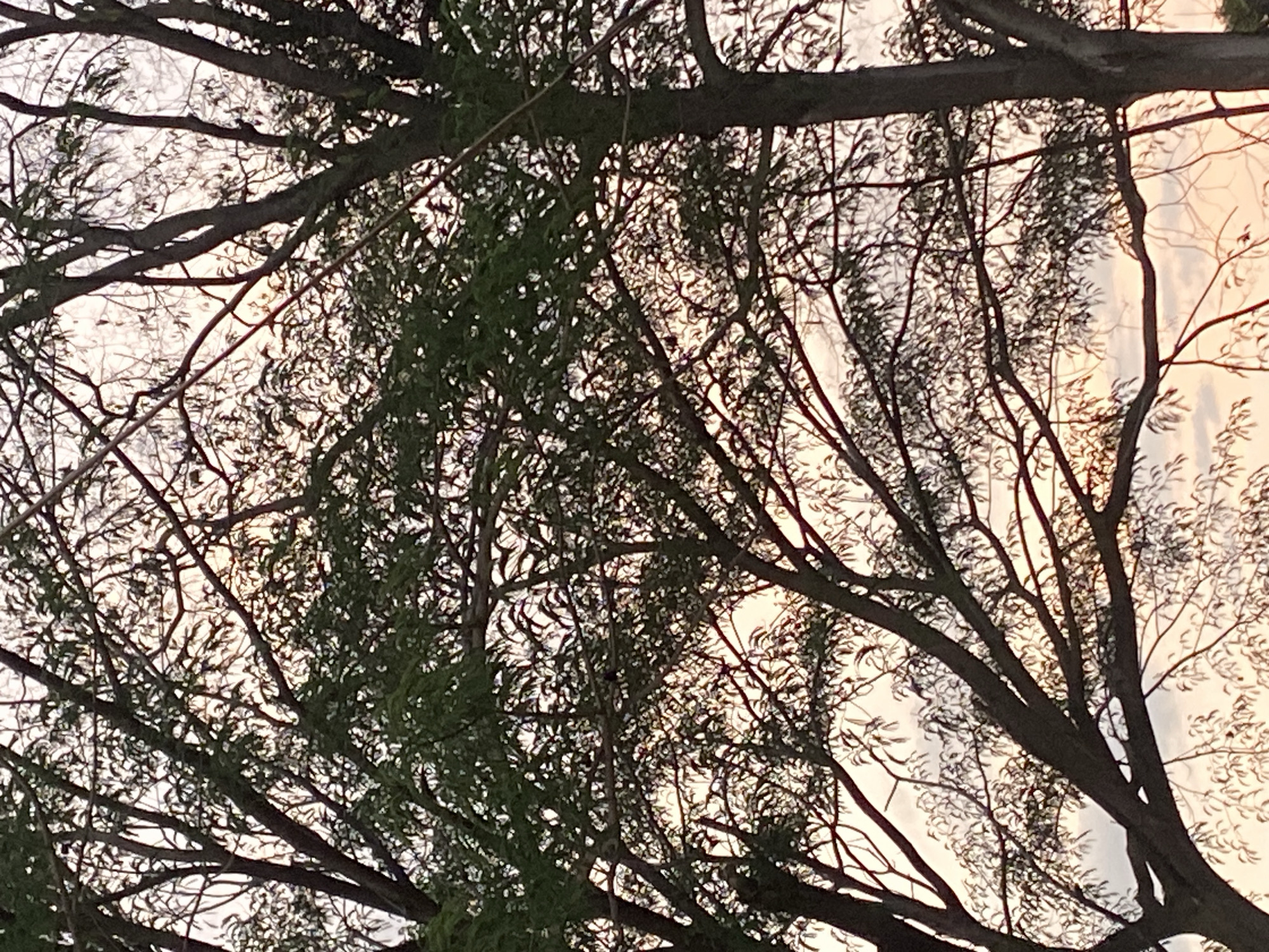 A low-angle shot of tree branches and foliage is captured against a light sky. The location is Tinaquillo, Venezuela. The branches are dark and silhouetted, crisscrossing the frame. Some branches have small, green leaves. The background sky is a mix of light gray and faint orange, suggesting either sunrise or sunset.