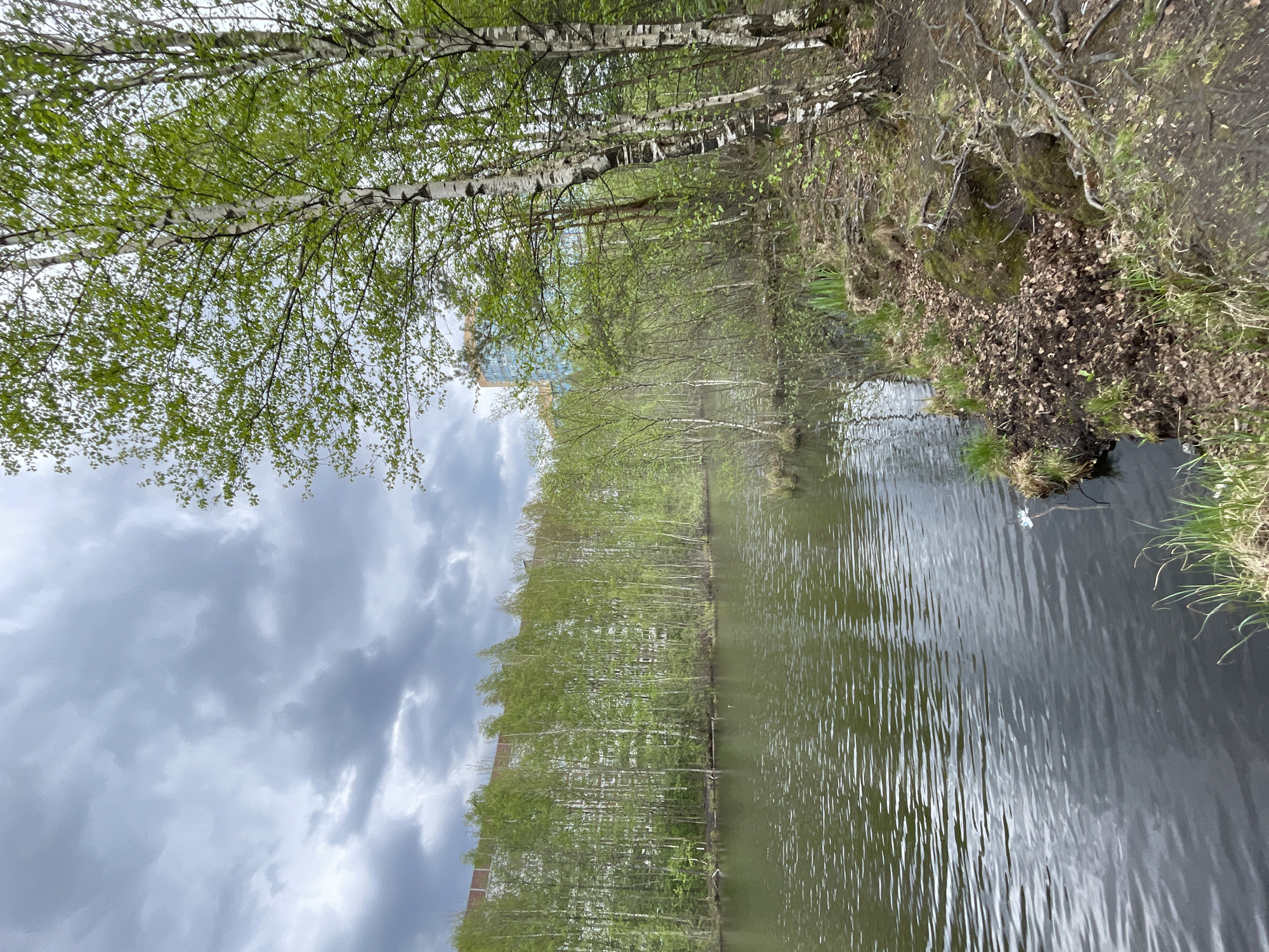 The image depicts a canal lined with birch trees in Saint Petersburg, Russia. The trees are in leaf, suggesting springtime. A building is visible through the trees in the distance. Overcast skies with heavy clouds are seen above. The canal water is dark and rippled, reflecting the sky and trees. The bank on the right side of the canal has vegetation and appears to be a natural, undisturbed area.