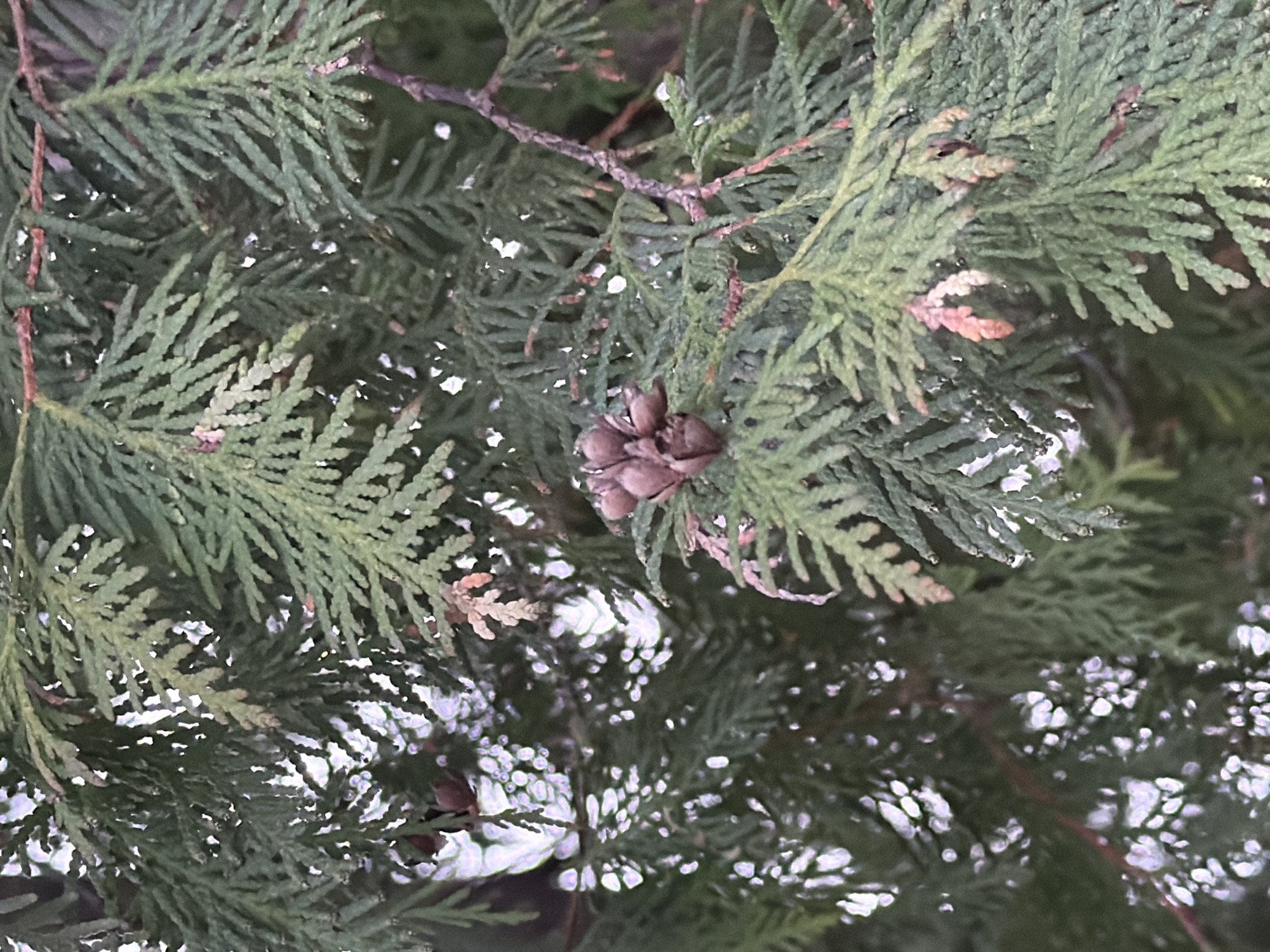 This close-up image captures a dense section of a coniferous tree, likely an arborvitae (*Thuja*) or a similar cypress family species, in Khimki, Russia. The primary subjects are the tree's dark green, scale-like leaves, which form flattened, fan-like sprays across the frame.
Near the center, a cluster of small, woody, light brown cones is visible, nestled among the foliage. Some areas of the leaves exhibit a slightly lighter green or reddish-brown tint, possibly indicating new growth or subtle variations in the plant's health. The background is softly blurred, showing dappled patterns of bright, diffused light, which could be reflections or sunlight filtering through the canopy, interspersed with darker, shadowy regions.
The image depicts a static scene of natural foliage; no activity or event is taking place. The leaves appear to have a slight sheen, suggesting they might be moist from recent rain or morning dew. There are no people, animals, or man-made objects present, nor is any text visible within the frame. The focus is entirely on the intricate texture and details of the tree's evergreen branches and cones.