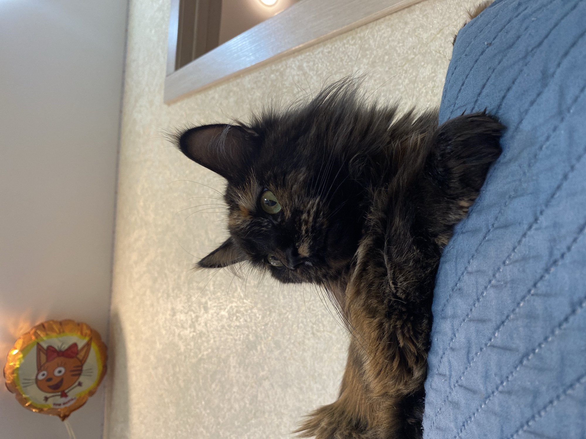 A tortoiseshell cat with green eyes is lying on a blue quilted surface. The cat is looking to the left, with its head partially turned. In the upper left corner of the image, a round orange balloon with a cartoon cat face is visible. The background consists of a textured light-colored wall and a light-colored door frame. There is no specific information about the location in the city of Tyumen, Russia, as the image does not contain any recognizable landmarks or contextual clues to pinpoint its location within the city.