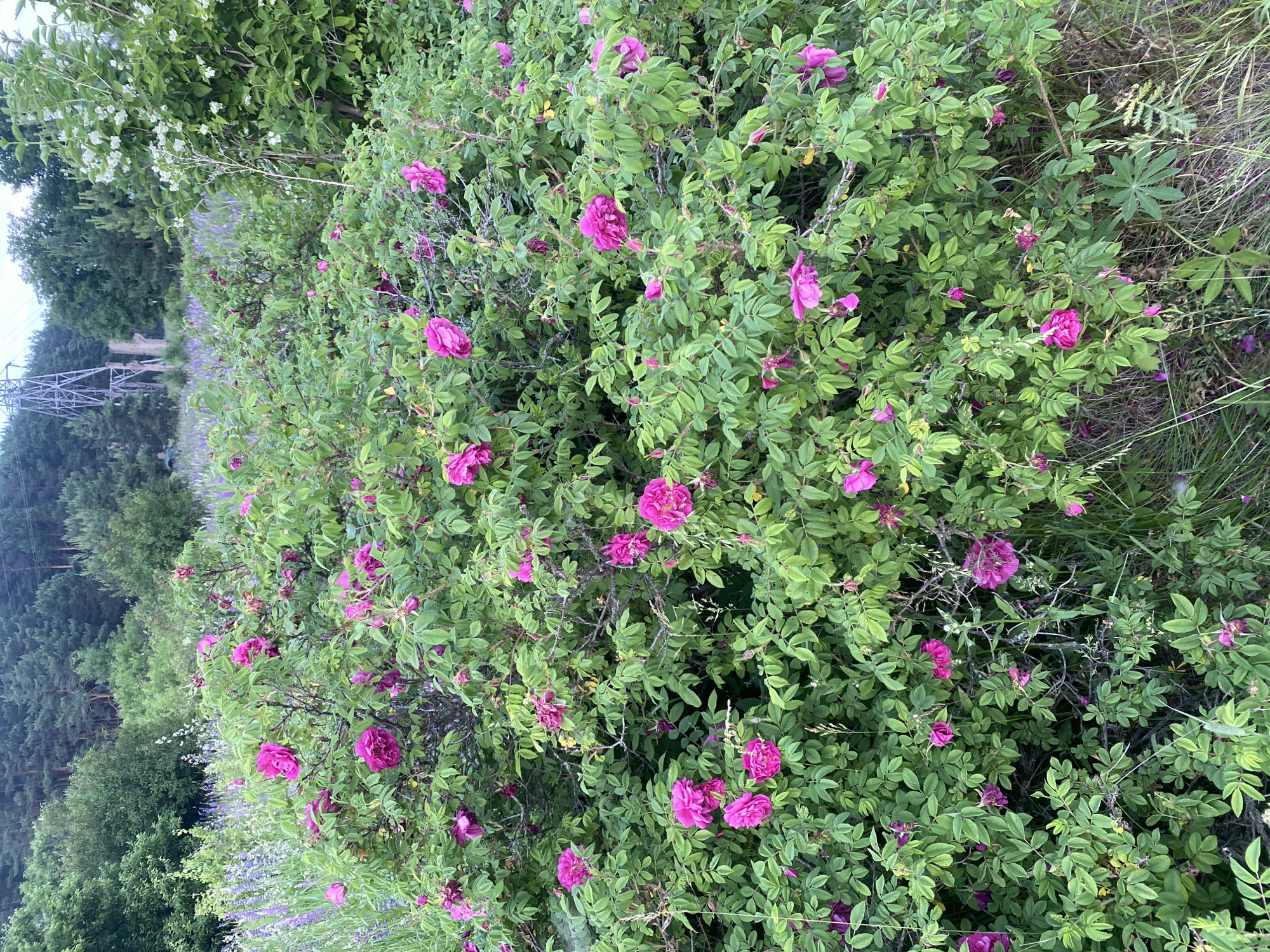 The image shows a dense, green bush covered in numerous vibrant pink roses in full bloom. The bush is situated in an outdoor environment, with a field of purple flowers and tall green trees in the background. A tall, grey, lattice-like electrical tower is visible in the far background, to the left of center. The lighting suggests it is either early morning or late evening. The scene is devoid of any people or animals. The overall impression is a wild, overgrown natural setting. This location appears to be in the city of Yuryatino, Russia, based on the context provided.