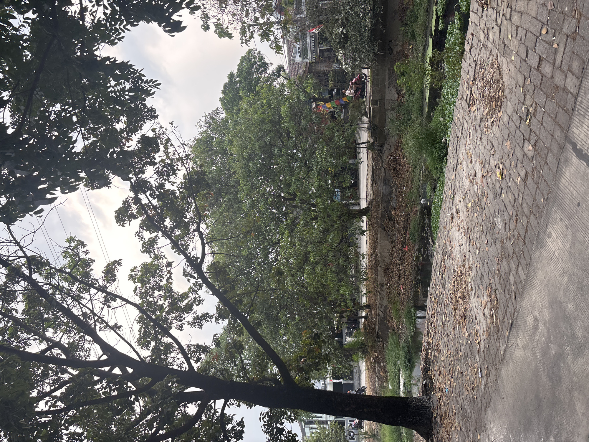This image captures a street scene in Bekasi, Indonesia, characterized by lush trees and a waterway. A large tree with dark bark stands prominently on the left, its branches extending upwards and partially obscuring the sky. Beyond this tree, a road runs horizontally, with several buildings and houses visible in the background. The houses appear to have tiled roofs and some exhibit architectural details like balconies. Traffic is present, with two motorcycles visible on the road. One motorcycle, ridden by a person, is moving away from the viewer, while another is parked on the left.
A narrow waterway, filled with green aquatic plants and some debris, runs parallel to the road. The banks of the waterway are lined with dry leaves and vegetation. In the foreground, a paved area, possibly a walkway or sidewalk, is covered with fallen brown leaves and some scattered litter. The sky is overcast with a few visible power lines running across it. The overall impression is one of a somewhat urban, yet verdant, environment with a touch of natural overgrowth.
