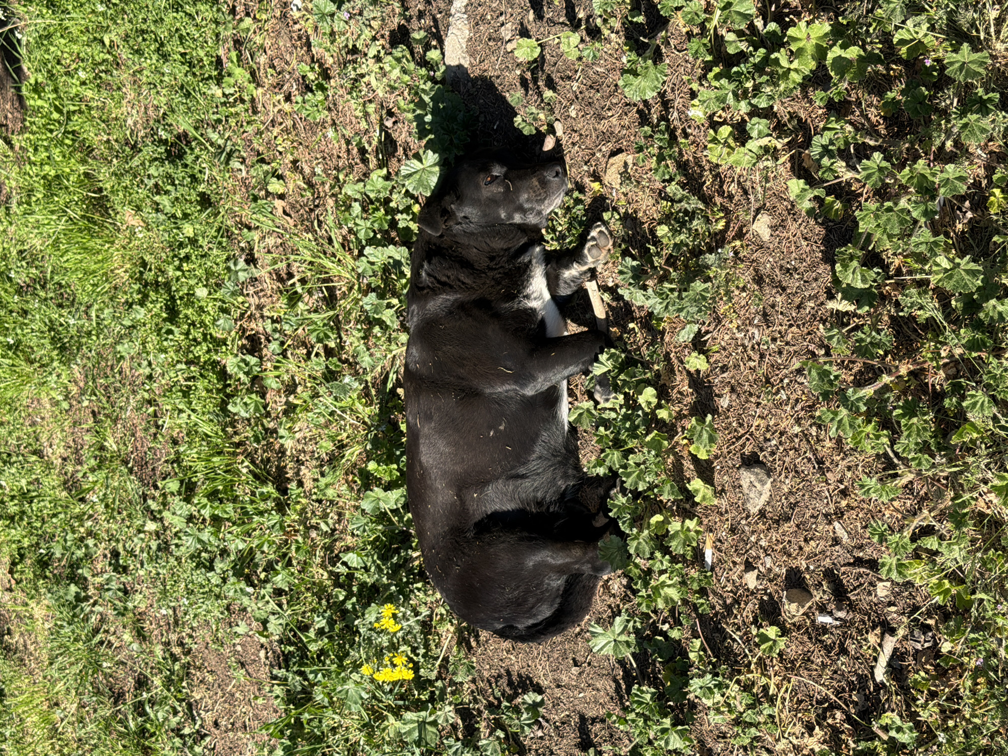 A black dog with white markings is lying on its side in a patch of grass and weeds. The ground is a mix of green grass and bare dirt. The lighting suggests it is daytime. The location is not identifiable as Blagoevgrad, Bulgaria, or any other specific place.