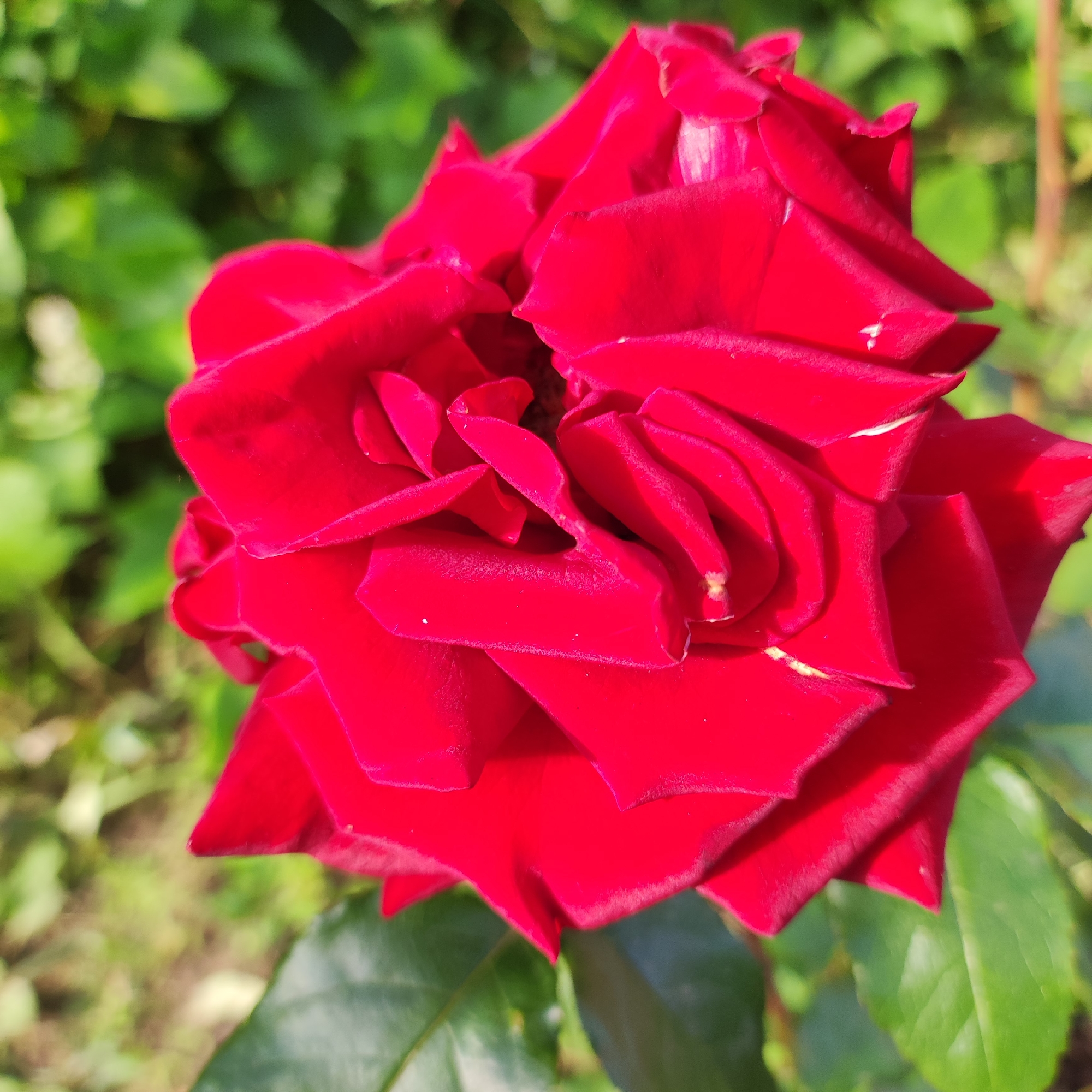 A close-up, high-angle shot showcases a vibrant red rose in full bloom. The rose fills most of the frame, its velvety petals unfurling in intricate layers. The rich red hue is intense, with subtle variations in shade and light playing across the surface of the petals. Some petals have delicate, almost iridescent highlights, suggesting the presence of morning dew or a soft sunlight.
The background is a blur of lush green foliage, hinting at a garden setting. The leaves are out of focus, creating a soft bokeh effect that further emphasizes the sharpness and detail of the rose. The overall impression is one of natural beauty and vibrant color. The lighting suggests it is daytime, likely morning or late afternoon, given the soft illumination. There are no people, text, or specific event depicted. The context of Navoloki, Russia, places the scene in a natural outdoor environment.