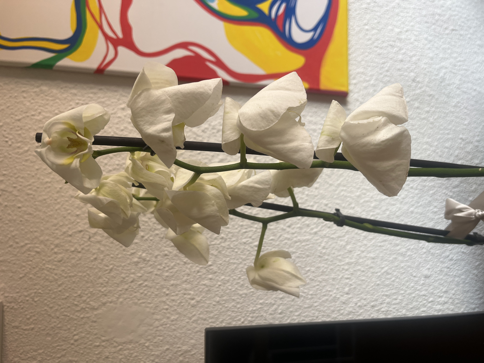 A close-up shot depicts a stem of white orchids with yellow accents, arranged horizontally across the frame. The stem is dark green, almost black, and the flowers are in various stages of bloom. The background includes a textured white wall and the edge of a colorful abstract painting with elements of red, yellow, blue, and white. The bottom edge of the frame shows a dark, indeterminate object. The image does not provide enough information to determine its location in Barcelona, Spain.