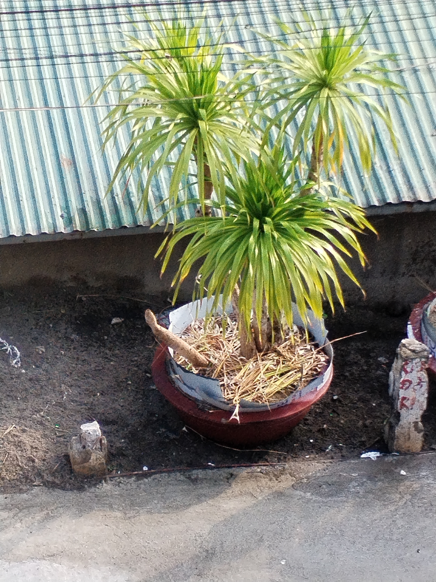 A potted palm tree sits outdoors in Nha Trang Ward, Vietnam, next to a corrugated metal roof. The tree has three main stalks, each topped with a burst of long, green leaves. The pot is red with a damaged rim. The soil in the pot is covered with dry grass. The area around the pot is dirt and concrete, with debris scattered. A small, decorated post is partially visible to the right of the pot.