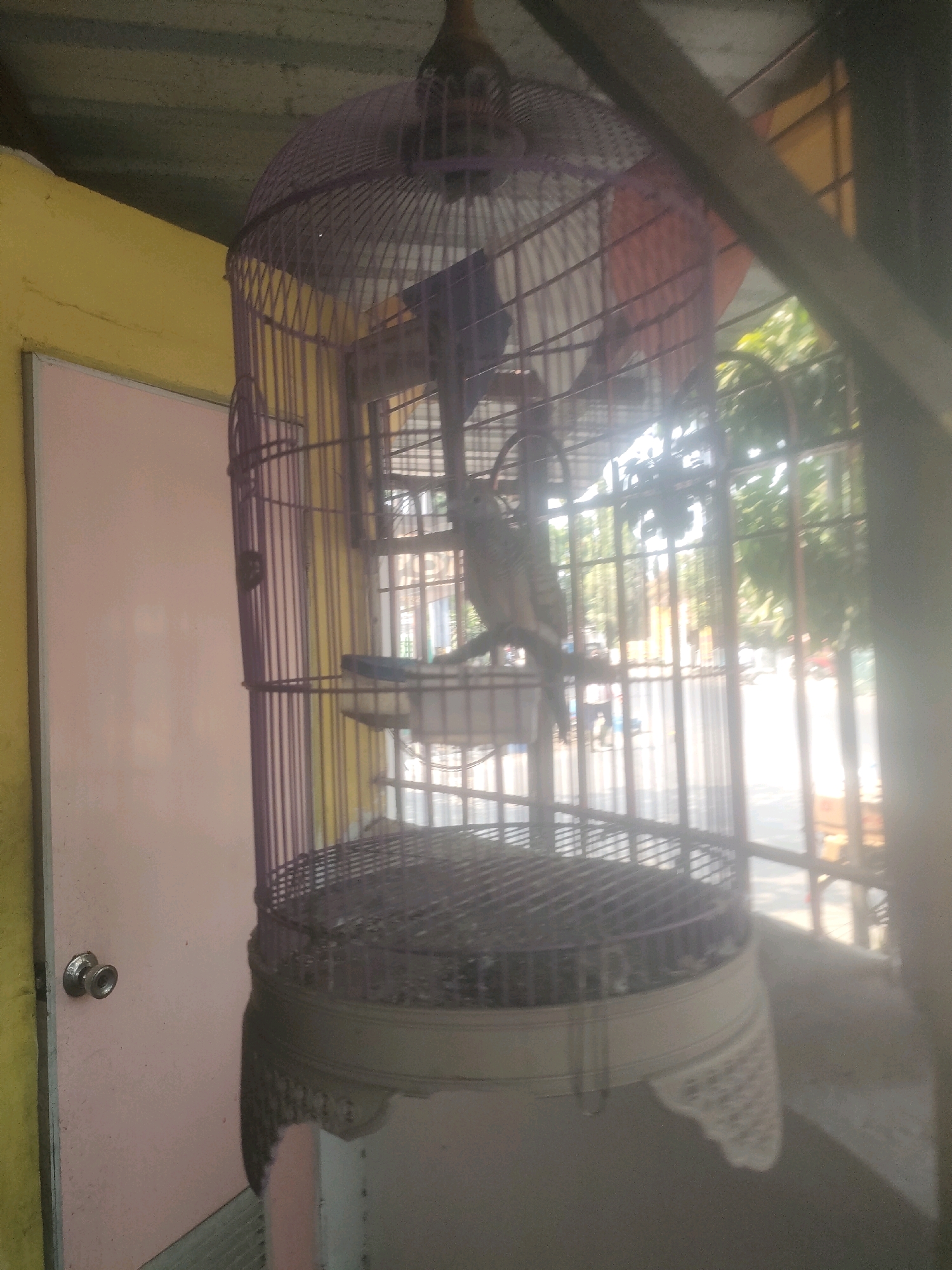 A medium shot captures a vintage birdcage, its purple metal bars forming an intricate structure. Inside, a small bird with speckled brown and white feathers perches on a wooden dowel. The birdcage hangs from a metal support under a corrugated roof, which casts a shadow on the surrounding environment. To the left, a pale pink door with a silver doorknob is visible, juxtaposed against a yellow wall. The background reveals a street scene through the bars of the cage, with trees and a glimpse of buildings suggesting an outdoor setting. The scene is likely located in Surabaya, Indonesia, given the typical architecture and vegetation commonly found in the region. The lighting is bright, indicating daylight, and the overall impression is one of everyday life in an Indonesian city.