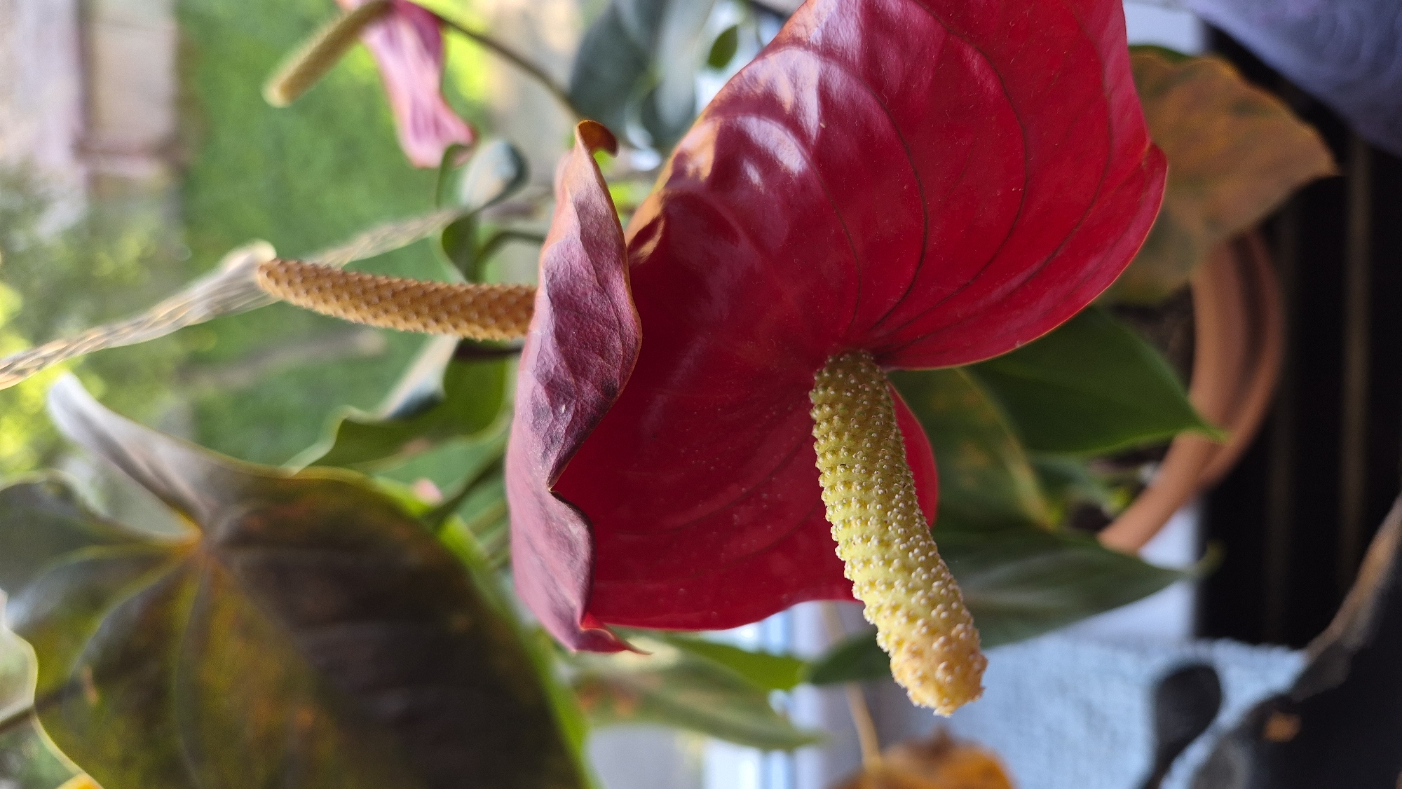 The image shows a close-up, indoor shot of a vibrant red anthurium flower with a prominent yellow spadix. The flower is the main subject, with its waxy, heart-shaped spathe dominating the frame. Behind the red flower, dark green, glossy leaves are visible, some showing hints of yellowing or brown at the edges, suggesting the plant is in a pot. To the right, a portion of another anthurium flower, possibly pink, is out of focus. The background appears to be an outdoor scene viewed through a window, with green foliage suggesting trees or bushes. Sunlight filters through, creating some bokeh effect. The setting is indoors, with a windowsill potentially visible at the bottom of the frame, and objects suggesting a domestic environment, such as a potted plant. There are no people or animals in the image. The image does not contain any elements that would indicate a location in Krauja, Latvia.