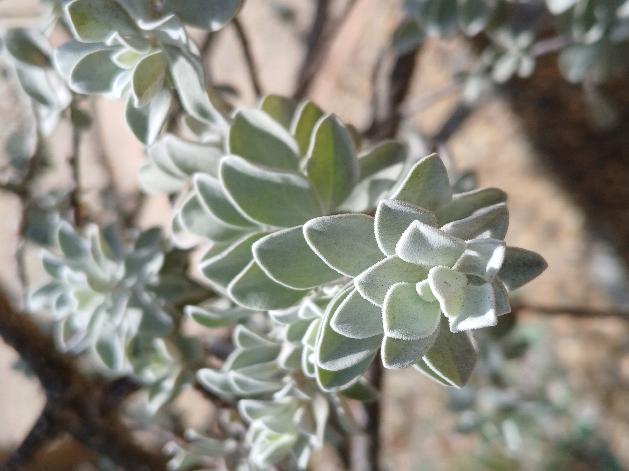 A close-up shot shows a plant with pale green, velvety leaves, arranged in clusters, suggestive of a succulent-like plant, against a blurry, tan and brown background, out of focus enough to obscure specific details of the location. The leaves are densely packed, creating a layered effect. The plant appears to be growing outdoors. Specific location details within Ciudad Guayana, Venezuela are unidentifiable from the image. There are no people depicted.