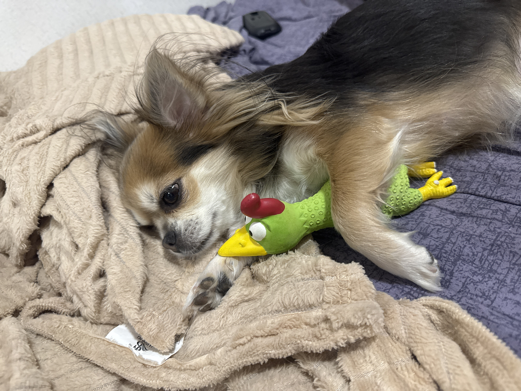A long-haired Chihuahua dog rests with its head on a beige blanket, clutching a green rubber chicken toy with its paws. The dog's fur is a mix of tan, black, and white. The background consists of the beige blanket and a dark purple patterned fabric. The image is taken from a high angle, looking down at the dog. There is no information about the location in Saint Petersburg, Russia.