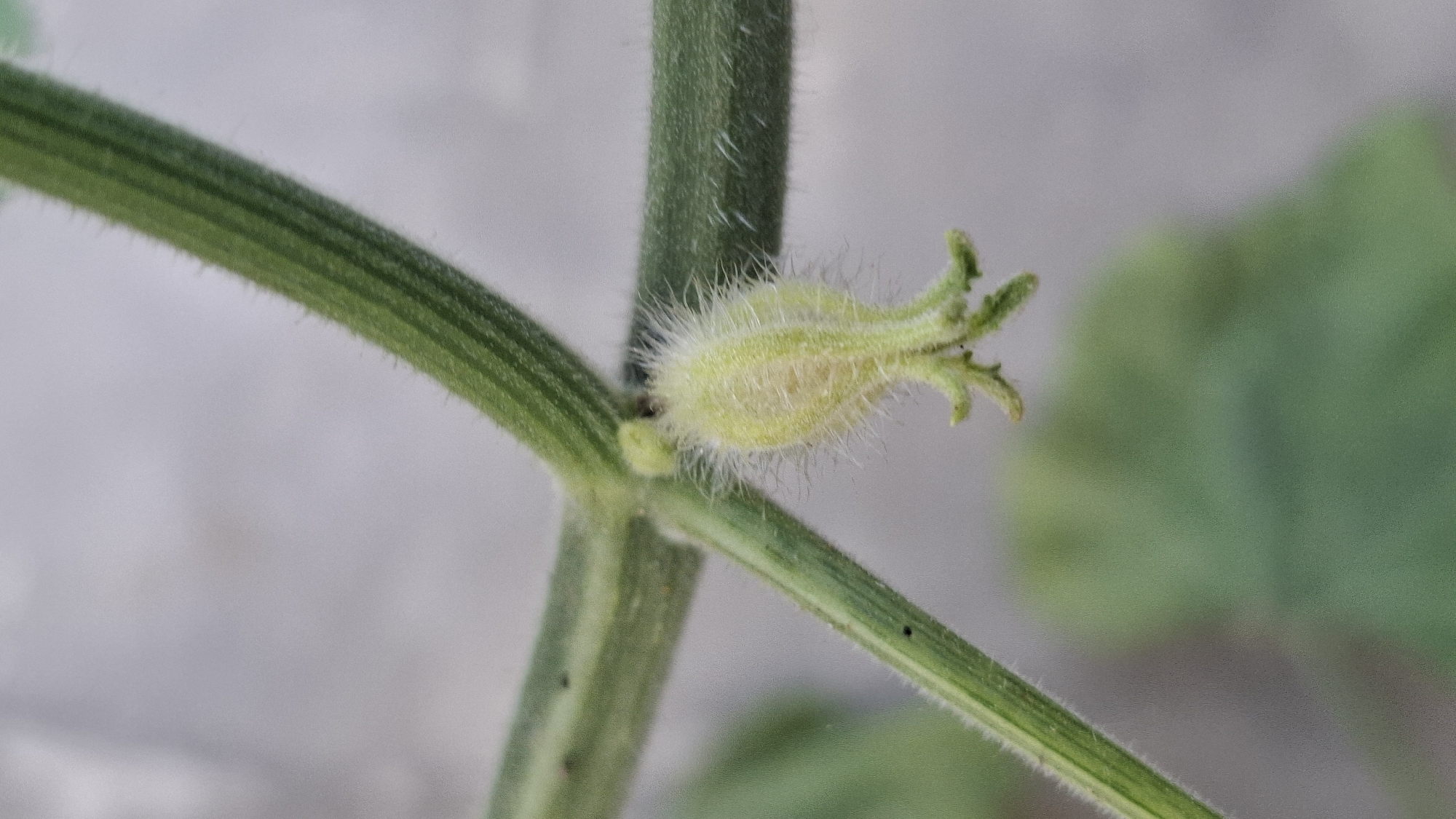The image shows a close-up of a small, pale green, fuzzy bud on a thick, ribbed green stem. The bud is elongated and tapers to a point, with five small, pointed green sepals at the tip. It appears to be a flower bud or a very young fruit of a plant. The stem is part of a larger vine system, with other stems visible in the background and out of focus. The background is a soft, blurred gray and green, suggesting an outdoor setting. There are no people or other animals visible in the image. The image appears to be taken in Ciharashas, Indonesia, though no specific landmarks or environmental features confirm this location within the image itself.