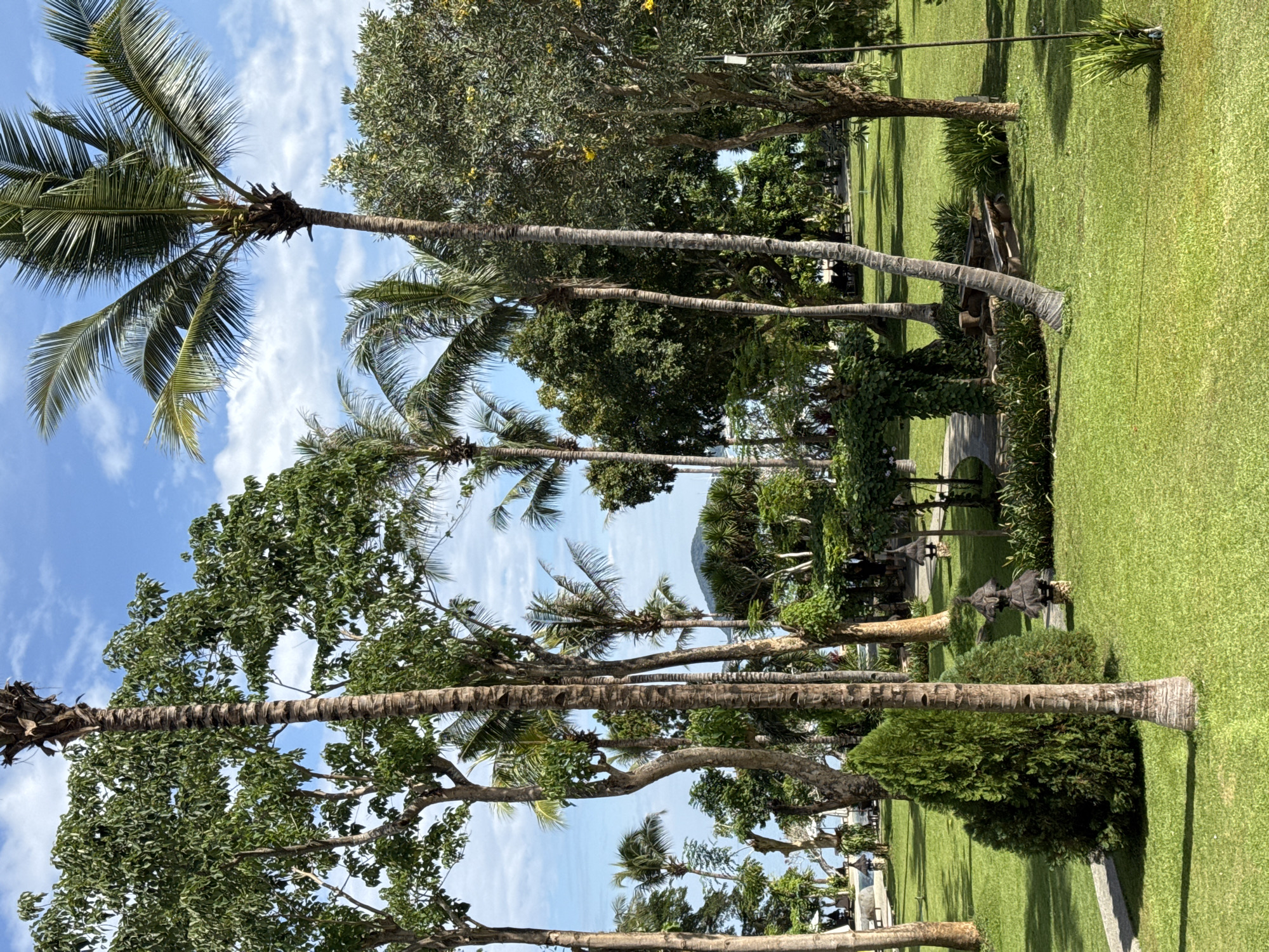 The image shows a row of palm trees and other trees along a grassy area, likely a park or garden. A blue sky with scattered clouds is visible through the trees. The location is unknown.