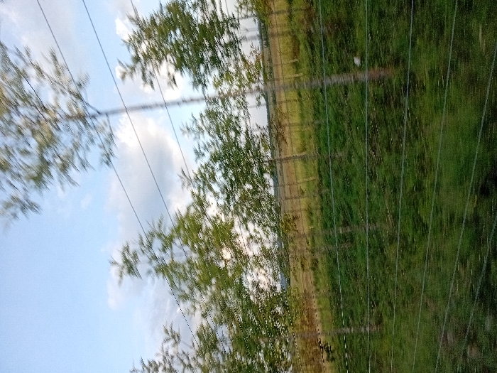 A vertically oriented photograph, exhibiting significant motion blur, depicts a rural landscape in Naro Moru, Kenya. The foreground contains multiple blurred horizontal lines consistent with a multi-strand wire fence or a vehicle's protective screen, partially obscuring an expanse of vibrant green grass. In the midground, a uniform row of approximately fifteen slender trees with light green foliage extends horizontally across the frame, their leaves exhibiting motion blur. Beyond this tree line, a lighter-colored, possibly cultivated field or fallow land stretches towards a hazy horizon. The upper portion of the image displays a pale blue sky with scattered white and light grey cumulus clouds. No individuals or distinct man-made structures, apart from the fence-like elements and the planted trees, are present within the frame.