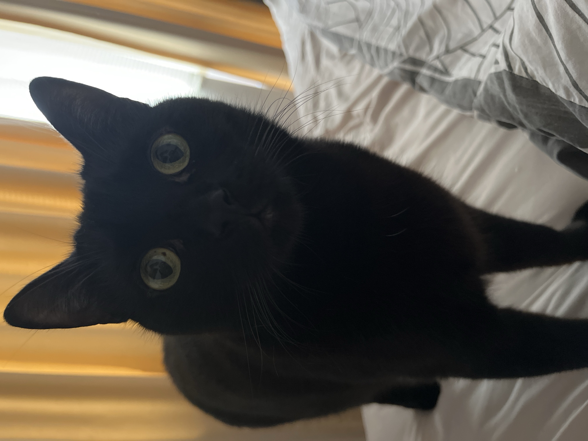 A black cat with green eyes is the primary subject of the image. The cat is looking directly at the camera with its head tilted. The cat is on a white bedsheet. The background includes a window with light filtering through blinds.