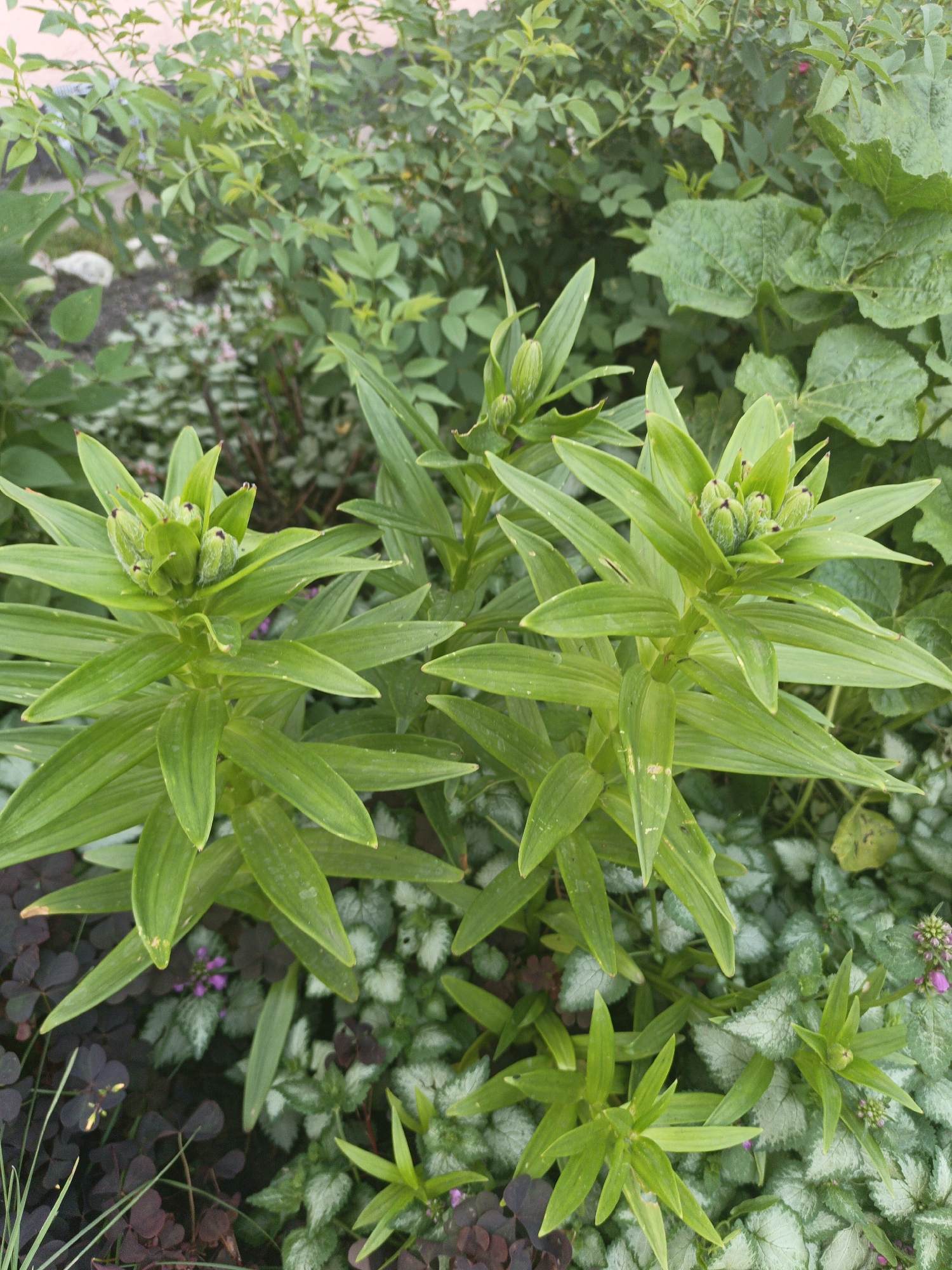 The image depicts a close-up view of a garden scene, likely in Kalachevo, Russia, given the provided context, though there are no direct visual indicators to confirm this specific location. The foreground is dominated by several tall, green plants with long, pointed leaves. Two of these plants prominently feature clusters of green buds at their apexes, suggesting they are flowering plants in the early stages of bloom, possibly lilies. The leaves are a vibrant green, with some appearing slightly waxy and bearing faint markings.
Beneath these taller plants, a ground cover of smaller plants with variegated, silver and green leaves is visible, interspersed with darker, clover-like foliage. Tiny pink flowers are sparsely scattered amongst the ground cover. In the background, a dense growth of various green foliage can be seen, with some larger, ribbed leaves suggesting the presence of plants like squash or pumpkin. A pale pink wall or structure is partially visible at the very top of the frame. The lighting suggests it is daytime, likely with overcast or diffused sunlight, as there are no harsh shadows. No people or animals are present in the image. The overall impression is one of a lush, cultivated garden.