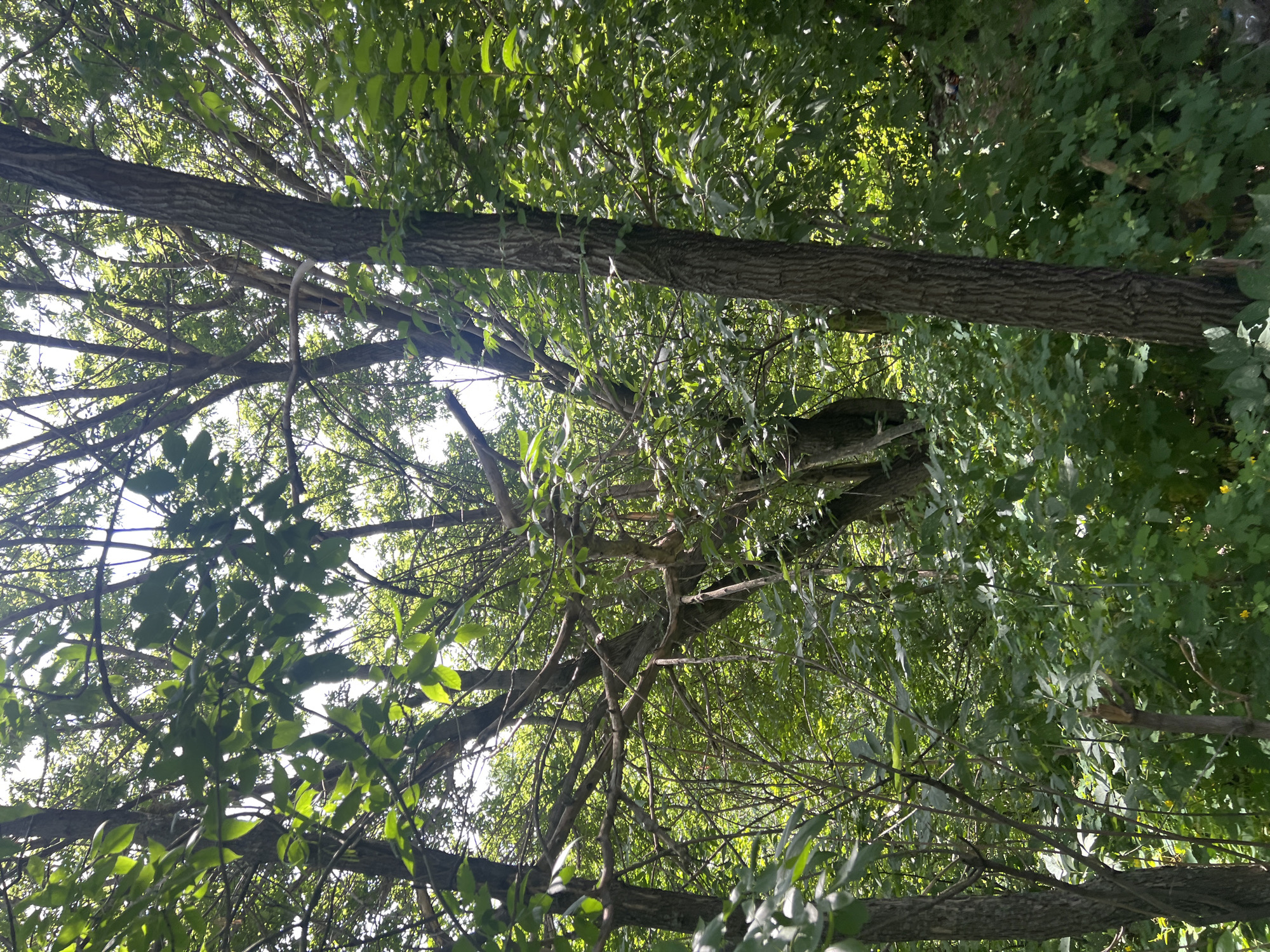 A forest scene is depicted in the image, with a focus on the trees and foliage. The lighting suggests it is daytime, with sunlight filtering through the leaves, creating dappled shadows. The trees are tall and dense, with branches reaching upwards and outwards. The leaves are green and appear healthy, indicating a lush environment. The undergrowth is thick with smaller plants and bushes. The overall impression is one of a natural, wooded area. The location is specified as Unknown, Unknown.