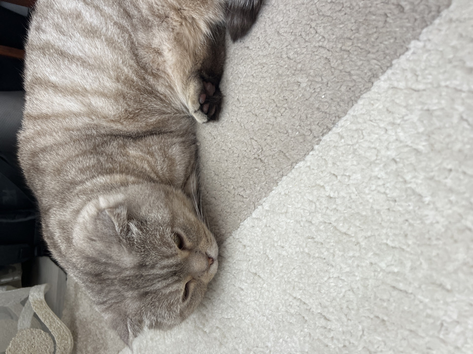 A light-colored Scottish Fold cat with a beige and grey tabby striped coat lies prone on a textured carpet. Its head is lowered, eyes mostly closed, resting on the lighter, off-white section of the carpet. The carpet transitions diagonally across the frame to a darker beige or light grey section. Visible elements include the cat's dark pink paw pads on its front left paw. In the blurred background, a sheer, light-colored curtain is visible on the left, and a dark, indistinct object is present on the upper right. The scene is located in Chaikovsky, Russia.