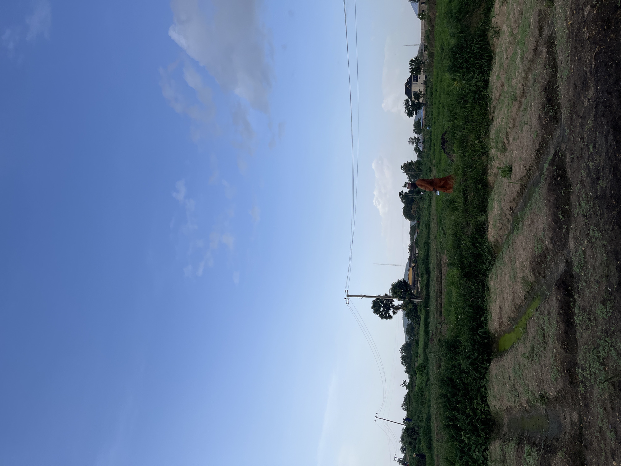 An outdoor shot depicts a vast, cultivated field in Rafin-Par, Nigeria. The sky is a pale blue, with a few scattered white clouds. In the foreground, rows of tilled earth are visible, with some patches showing green vegetation. Further back, a lush green field extends, dotted with trees and some buildings. A solitary figure, dressed in an orange robe and a white cap, walks through the green field. Utility poles with power lines stretch across the landscape, indicating the presence of infrastructure. The overall scene suggests a rural or semi-rural environment focused on agriculture.