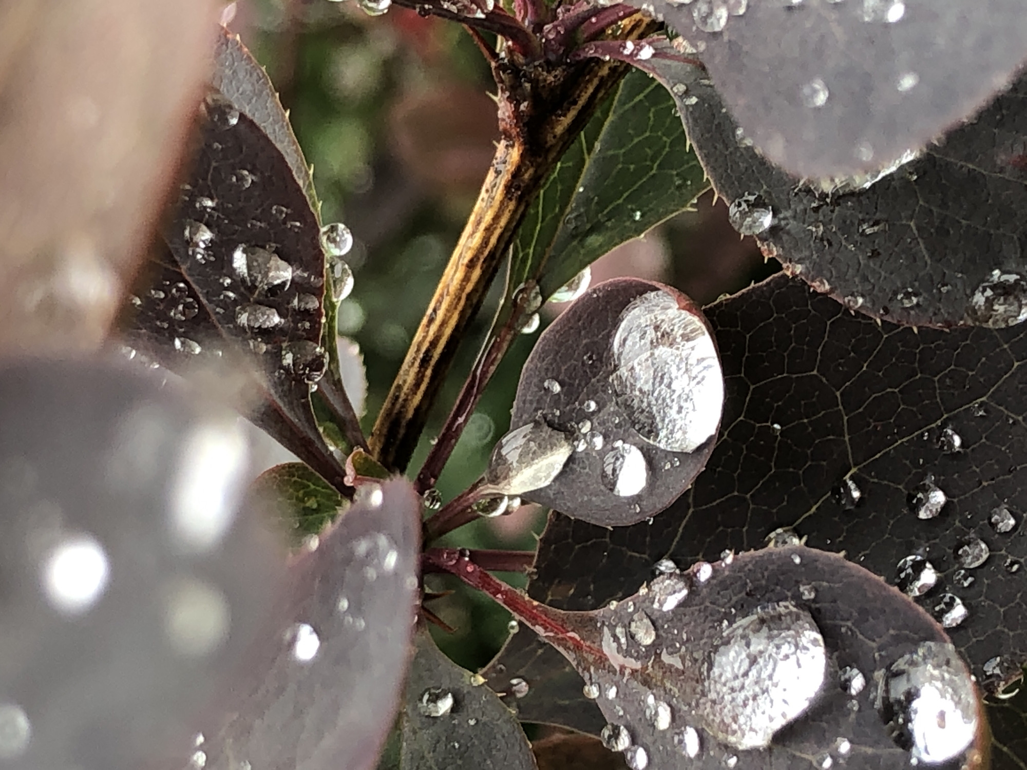 The macro photograph shows dark purple leaves of a plant, possibly a barberry, covered in numerous clear water droplets after a rain. The leaves have a visible vein pattern. Some droplets are large and rounded, reflecting the surroundings, while others are smaller and more numerous. A thin, yellowish-brown stem with dark red markings is visible in the background, intertwined with the leaves. The background is blurred, suggesting a shallow depth of field, with hints of green foliage and other out-of-focus elements. The overall impression is one of a natural scene after precipitation. The image was taken in Unknown, Unknown.