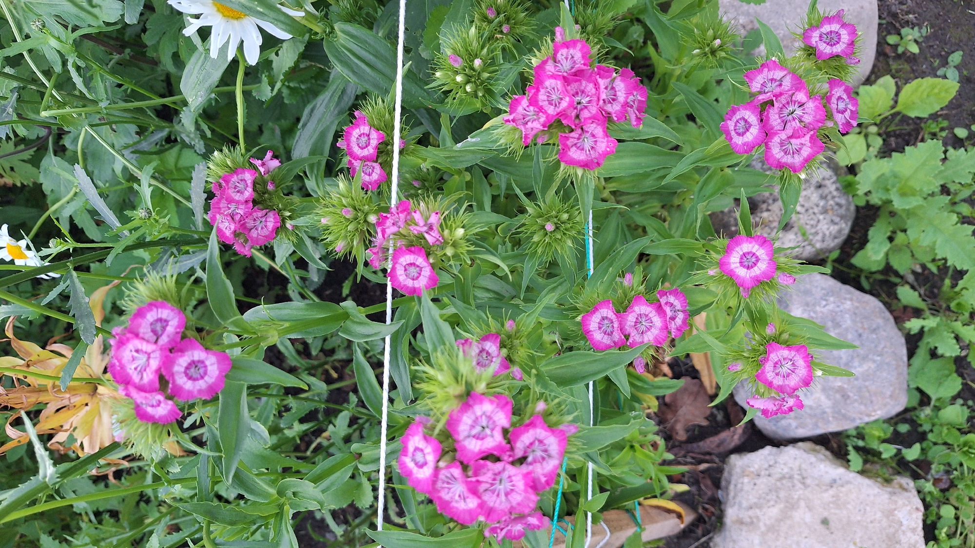 A cluster of bright pink Dianthus flowers, also known as Sweet William, is in full bloom against a backdrop of lush green foliage and other garden plants. Some of the flowers are fully open, revealing their intricate petal patterns, while others are still in bud form, surrounded by spiky green sepals. In the background, a dried yellow flower and a white daisy with a yellow center are visible. Large, grey rocks are scattered on the ground around the flowers, with green plants growing around them. The scene is illuminated by natural light, suggesting it was taken outdoors during the daytime. The image appears to be a close-up shot of a garden bed.