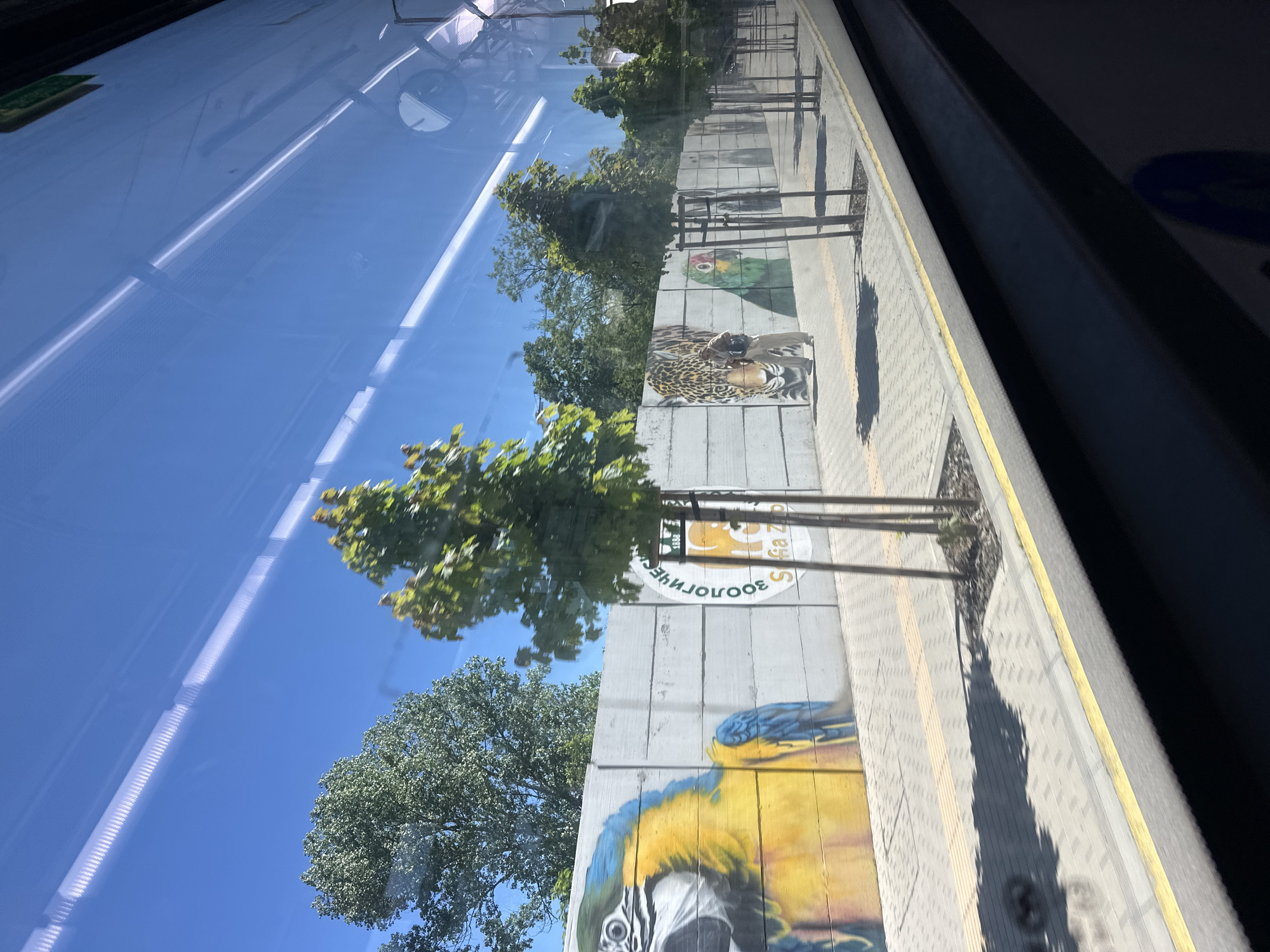 The image depicts a view from inside a vehicle, likely a train, overlooking a pedestrian walkway alongside a wall. The wall is adorned with artwork depicting various animals, including a blue-and-yellow macaw, a jaguar, and a green parrot. A tree is also present near the wall, casting a shadow on the walkway. The walkway is paved with gray bricks or tiles. The wall has an emblem that suggests the location is near or within the Sofia Zoo (Софийски зоопарк) in Sofia, Bulgaria. The sky is blue and partially visible through the tree branches and reflections on the vehicle window.