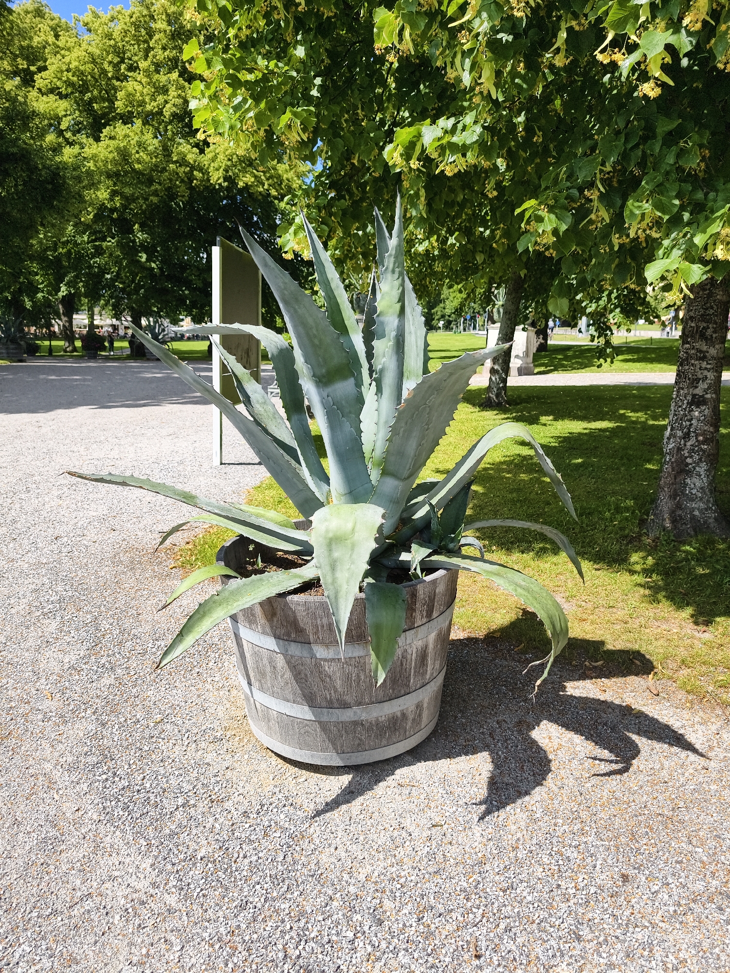 The image depicts a large agave plant in a wooden barrel planter. The planter is situated on a gravel path adjacent to a grassy area. In the background, there are several trees with green foliage, and a few individuals can be observed walking in the distance. The scene appears to be an outdoor park or garden. The presence of deciduous trees suggests a temperate climate, and the overall ambiance is serene. The photograph captures a sunny day, as evidenced by the shadows cast by the agave plant and the trees. The location is identified as being within Ekerö kommun, Sweden.