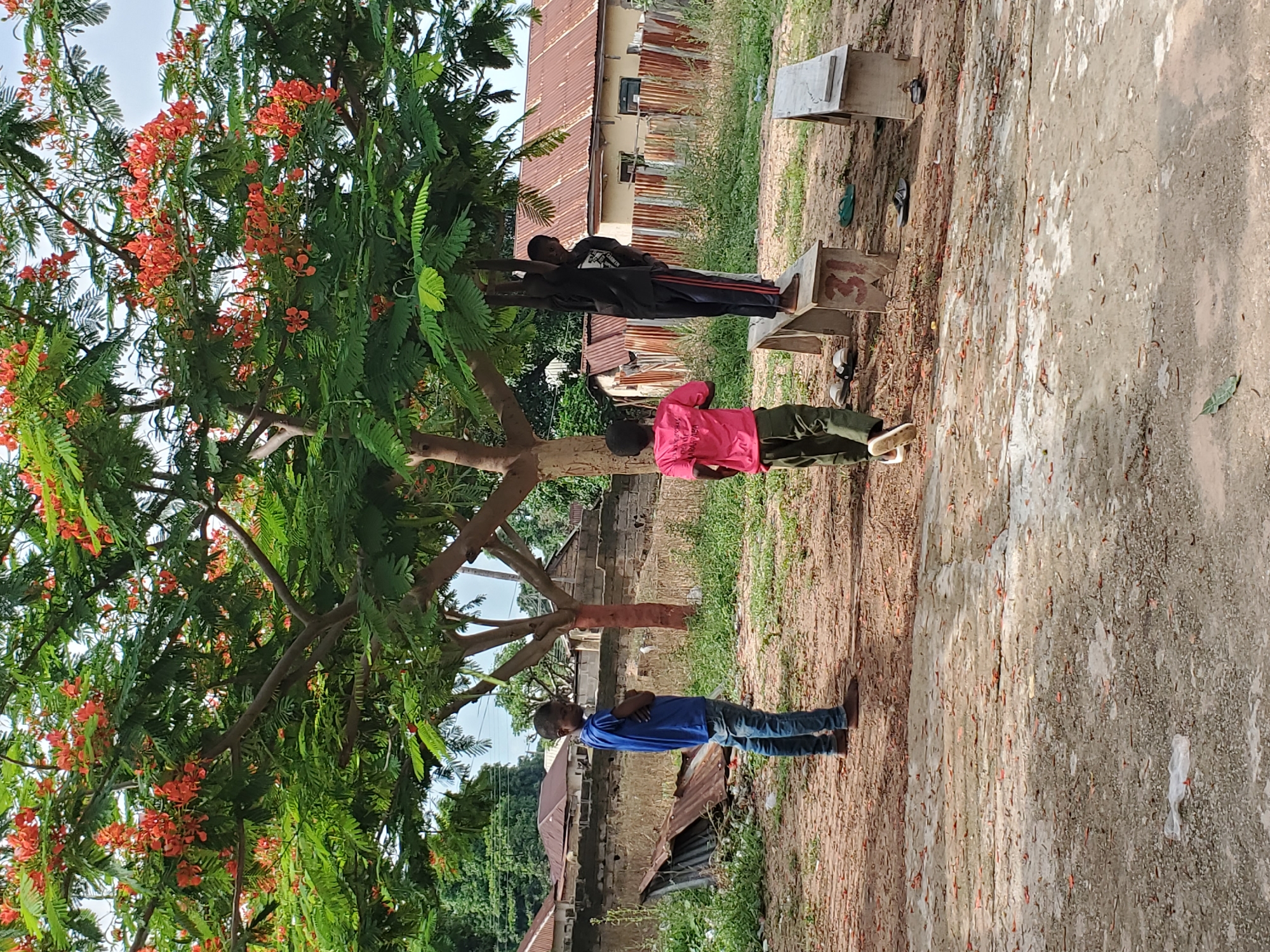 The image, taken in Mararaba, Nigeria, presents an outdoor scene under bright daylight. A large, prominent tree with abundant green foliage and numerous clusters of vibrant red-orange flowers, characteristic of a Flamboyant tree (Delonix regia), dominates the left and upper portions of the frame.
Three young individuals, likely males, are positioned on the right side of the tree. To the left, a person wearing a blue t-shirt and blue jeans stands with their arms crossed, looking towards the right. In the middle, another person in a bright pink t-shirt and dark green or khaki pants stands with their back largely to the camera. Further back and slightly to the right, a third individual, dressed in a black t-shirt with the word "GARMENT" visible in white text and dark pants, stands near a wooden structure, looking generally towards the camera but with their gaze slightly averted.
The ground consists of light-colored dirt mixed with cracked concrete, scattered with fallen red-orange petals from the tree. Two simple, wooden box-like structures are visible in the mid-ground. One of these structures clearly displays the number "33" inscribed on its side. Several pairs of sandals or flip-flops are resting on the ground near these boxes.
In the background, several modest, low-rise buildings with rusted, corrugated iron roofs are visible, interspersed with patches of green vegetation, indicating a semi-urban or rural setting. The clear sky and distinct shadows suggest a sunny day, likely late morning or early afternoon. The individuals appear to be standing casually, perhaps observing their surroundings, with no specific active event taking place.