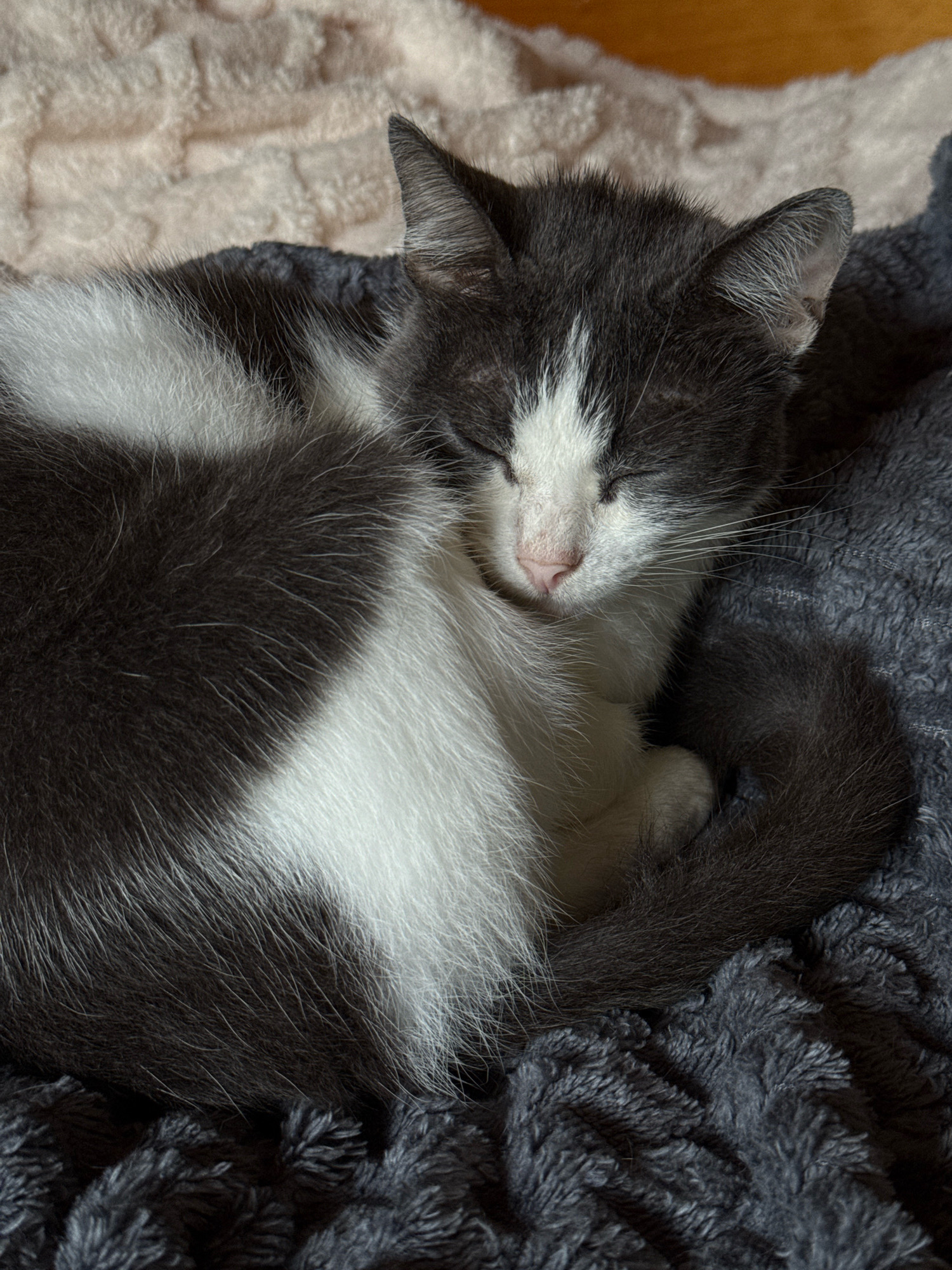 This is a close-up, high-angle shot of a sleeping kitten. The kitten is gray and white with its eyes closed and its body curled into a ball. It is resting on a dark gray, textured blanket, which appears to be made of a soft material like fleece. Behind the kitten, and slightly out of focus, is a lighter-colored, textured blanket. The lighting is soft and diffused, creating a peaceful atmosphere. There are no people visible in the image, and no specific location in Hiệp Thạnh, Vietnam, can be determined from the visual information provided.