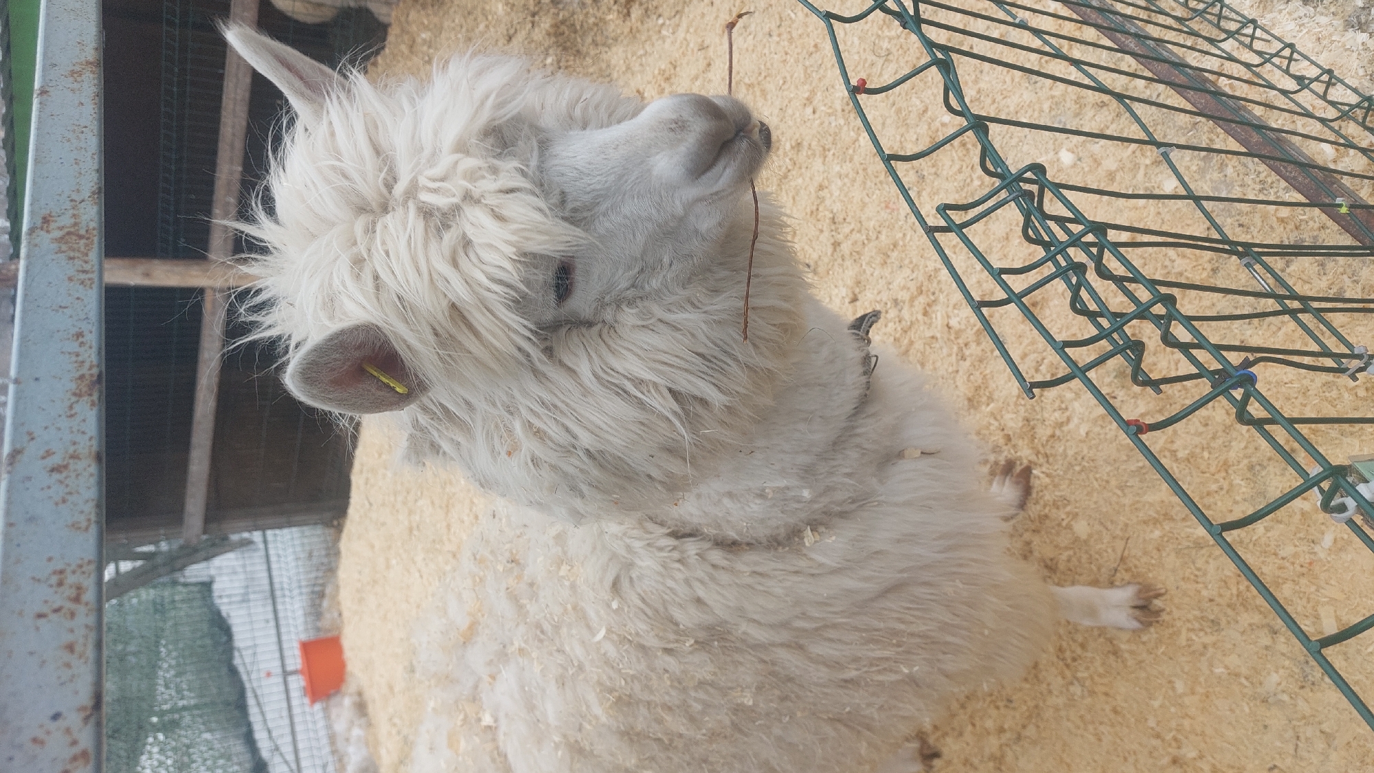 An alpaca stands on wood shavings next to a green wire fence, with a wooden structure visible in the background. The alpaca is white, with long, thick fur covering its body. It has an ear tag on its left ear and a collar around its neck. A thin twig rests on its nose. The location is Novosibirsk, Russia.