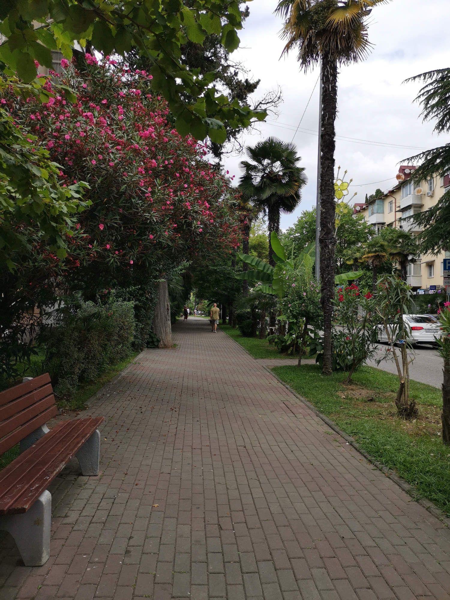 The image depicts a tree-lined pedestrian walkway in Sochi, Russia. The walkway is paved with brick pavers and features a brown wooden bench on the left side. Lush green trees and flowering bushes, with numerous pink blossoms, line the path, creating a shaded, park-like atmosphere. In the background, palm trees and multi-story buildings are visible. A person in a light-colored shirt and shorts is walking away from the camera down the walkway. Further down the path, other individuals can be seen walking. The scene appears to be a public area within the city, likely a promenade or boulevard, showcasing Sochi's subtropical vegetation and urban architecture.