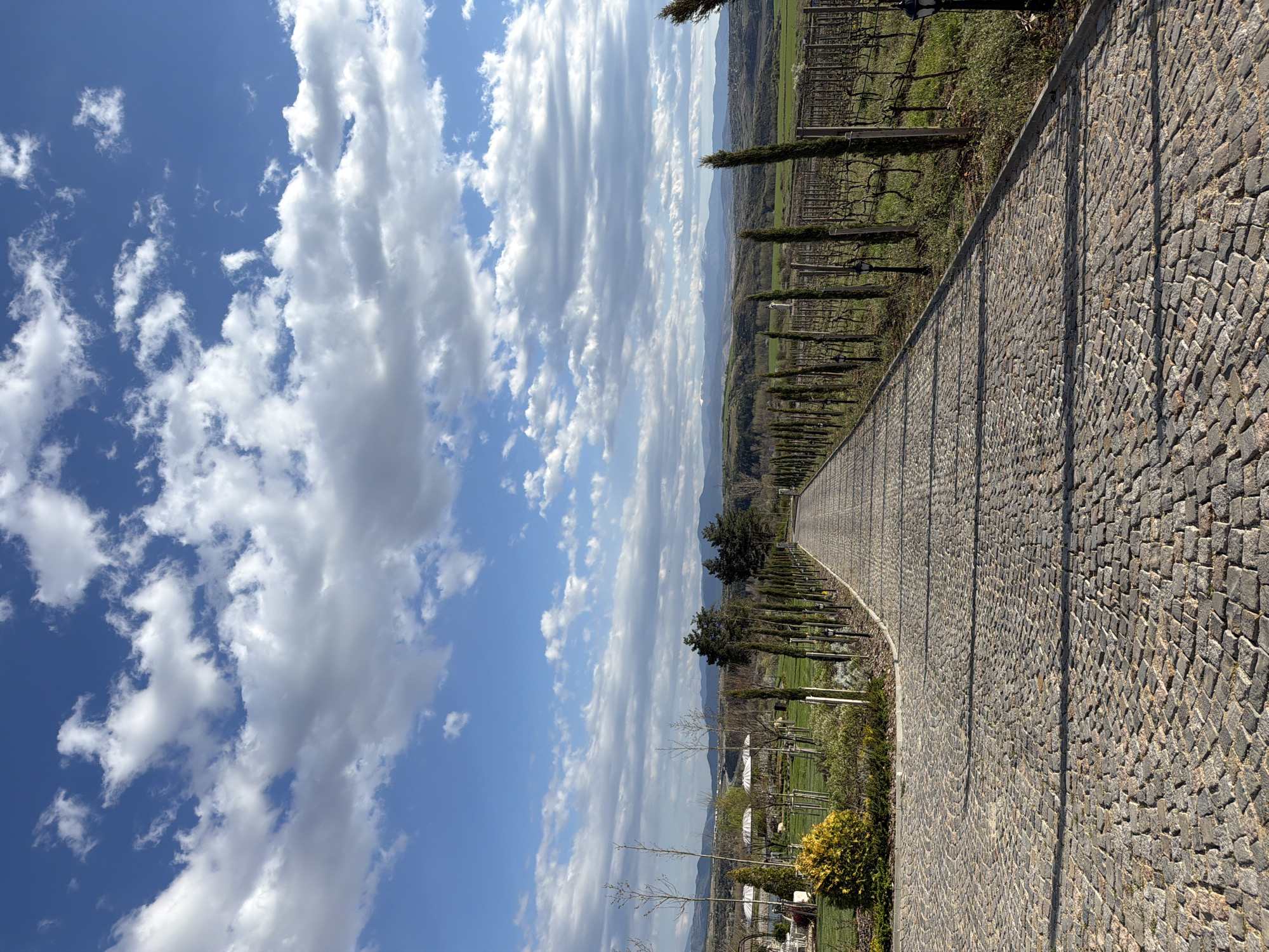 The image depicts a stone-paved road stretching into the distance, lined with rows of tall, thin trees, likely cypress, on the right side. Beyond the trees, a vineyard extends towards a hilly landscape under a partly cloudy sky. The left side of the image is dominated by the blue sky filled with elongated cloud formations. Based on similar imagery, the location is likely in the city of Kocherinovo, Bulgaria. There are no people visible in the image. The central focus is on the road and the perspective it provides towards the distant landscape. The environment is rural, with agricultural elements like vineyards and natural features like hills and trees.