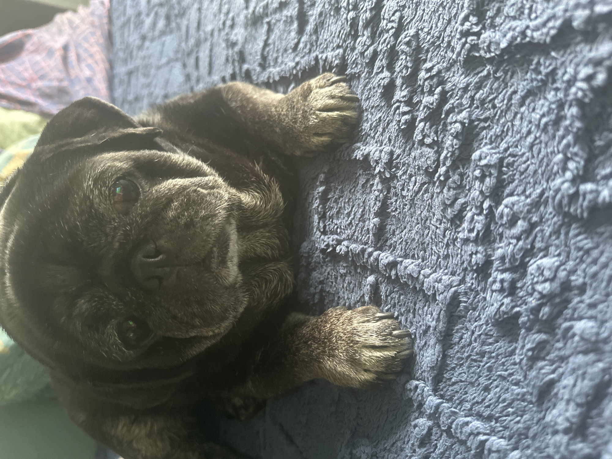 A pug dog with graying fur lies on a plush blue blanket. The dog's face is wrinkled and its eyes are dark. The blanket has a textured surface. The background is blurred, showing what appears to be pillows or blankets in shades of green, pink, and purple. The overall scene is indoor and casual. This image was taken in Maladzyechna, Belarus.