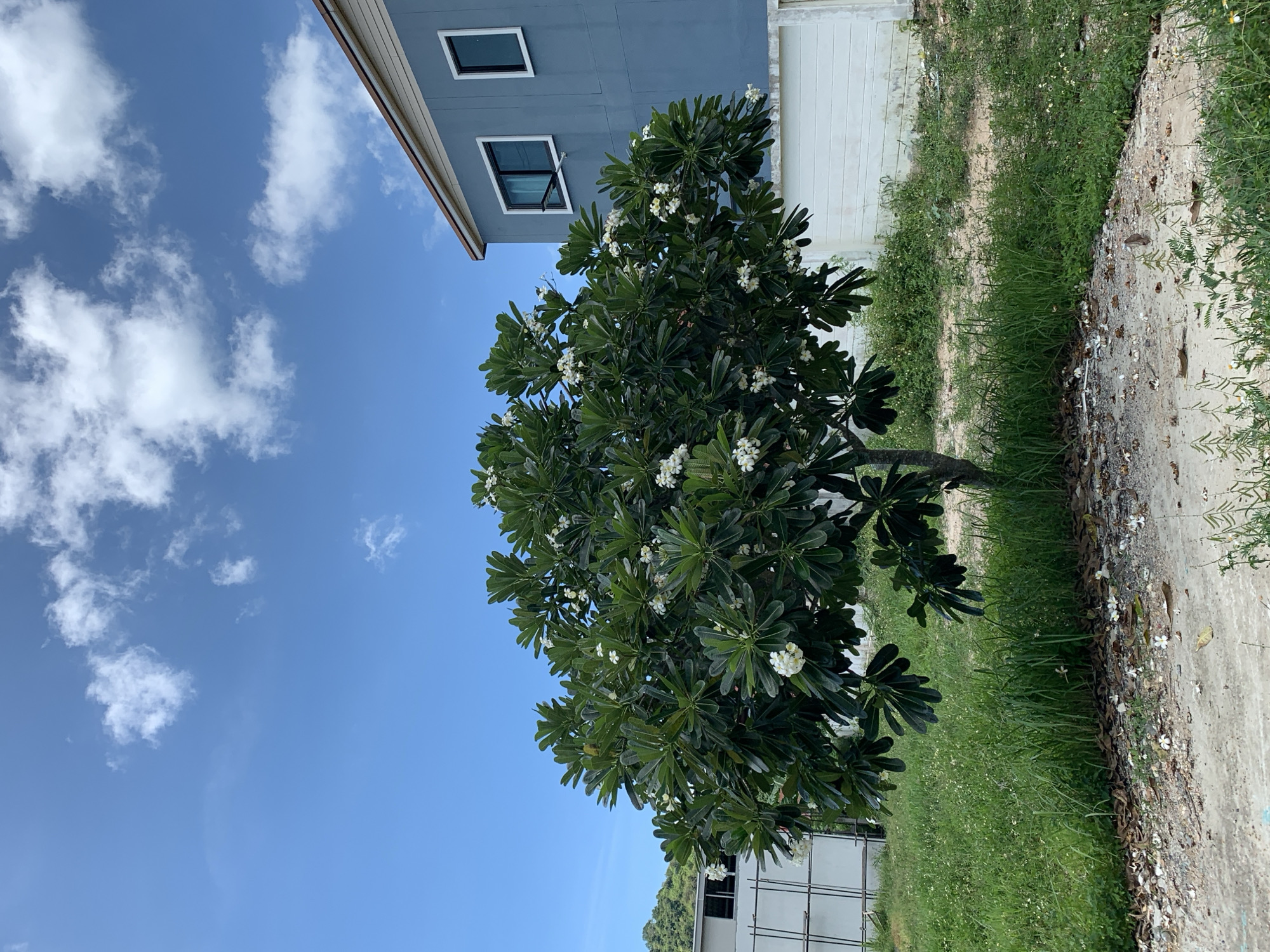 This is a medium-shot, eye-level, outdoor photograph taken in Ban Bang Rak, Thailand. The image depicts a frangipani tree in full bloom with white flowers and lush green leaves, situated in the foreground. Behind the tree, a two-story house with blue siding, white trim, and dark-framed windows is visible. A white, horizontal-slatted wall runs along the base of the house. The ground is covered in patchy grass and dirt, with some fallen leaves and flowers scattered on the ground. The sky above is a clear blue with scattered white clouds. The scene appears to be a residential area.