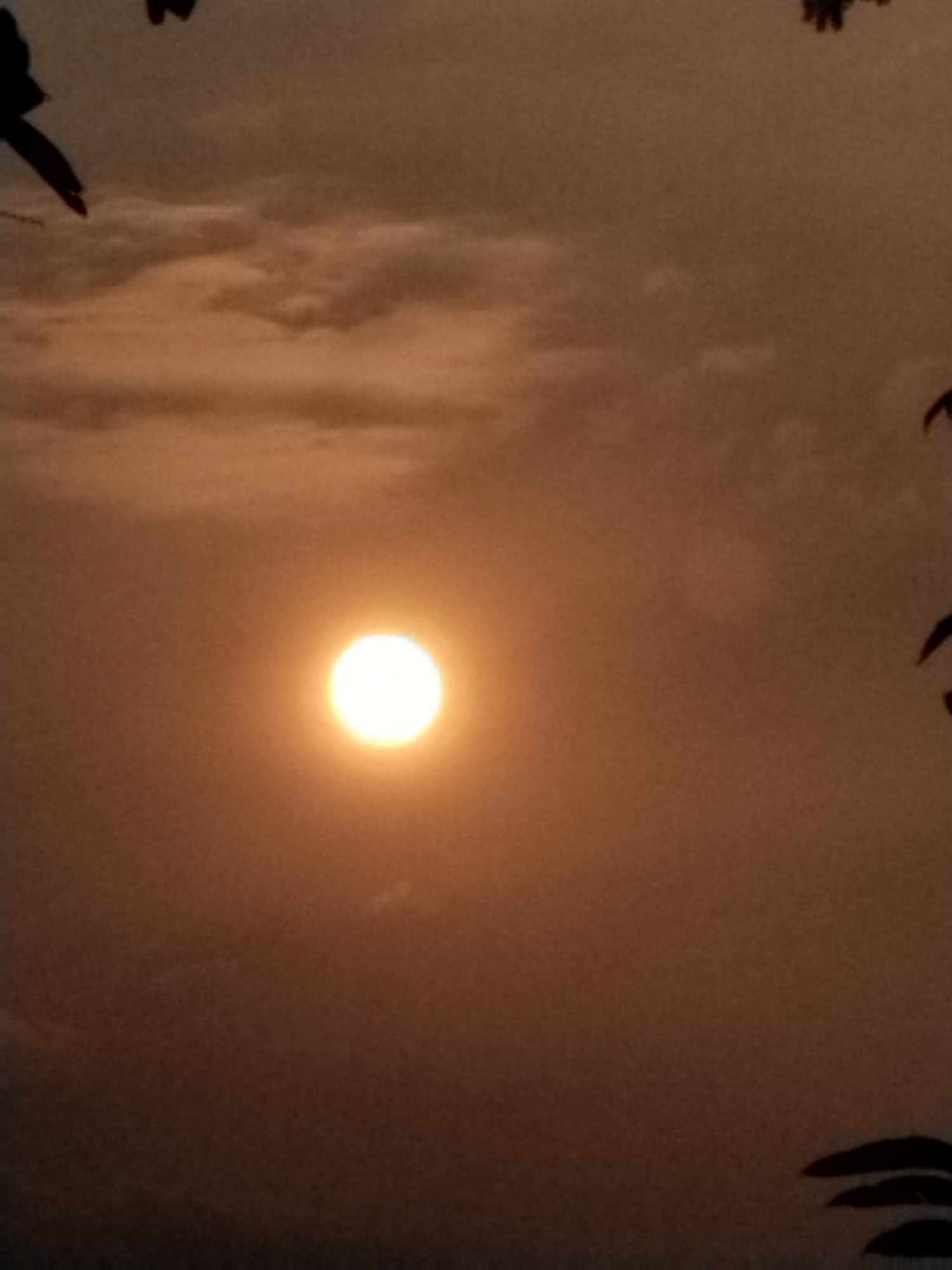 The image depicts a sunset with the sun positioned in the center, casting an orange glow. The sky is filled with soft, diffused clouds, contributing to the warm color palette. Silhouettes of leaves and branches are visible in the foreground and at the edges of the frame, framing the celestial event. The overall impression is one of tranquility and natural beauty. The location is unknown.