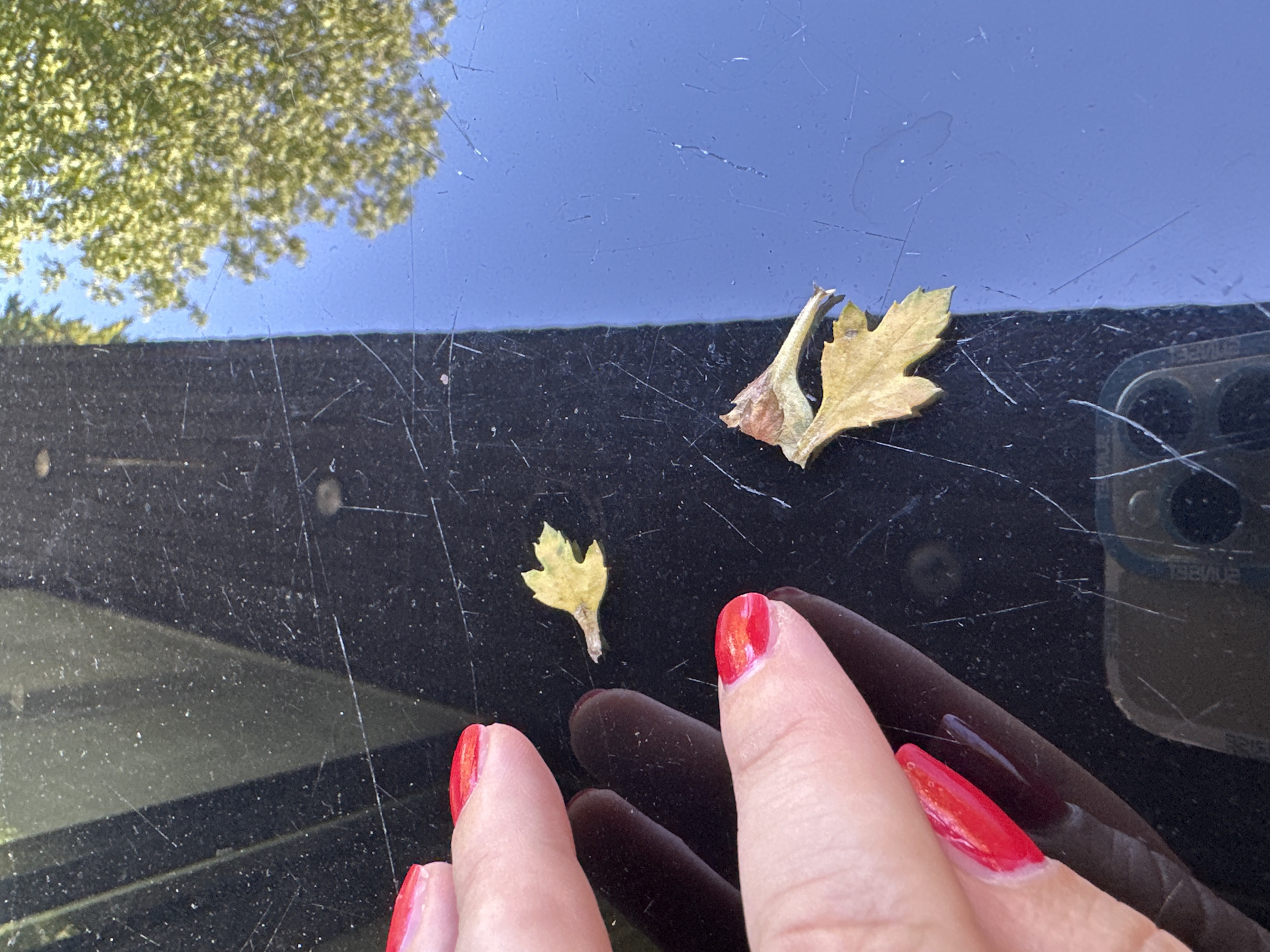 In Krefeld, Germany, on a reflective, dark, and scratched surface, likely an outdoor table or vehicle hood, two dried, yellow leaves are visible. One leaf is smaller and positioned to the right of the center, while another, larger leaf with a more defined stem is located in the lower right quadrant. A person's hand with bright red nail polish is in the upper left, with fingers extending towards the smaller leaf. The background reflection shows a bright blue sky and the green foliage of a tree.