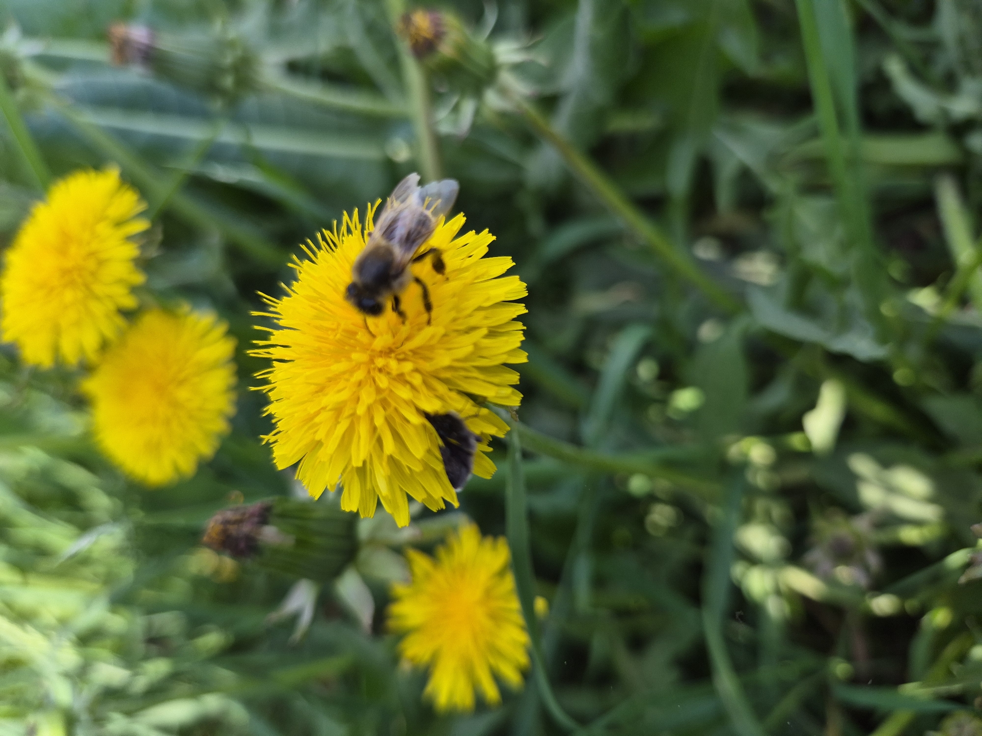 A close-up shot captures a bee resting on a vibrant yellow dandelion flower, with two more dandelions slightly out of focus to the left and another one beneath. Green foliage surrounds the flowers, creating a natural background. The location is Unknown, Unknown.