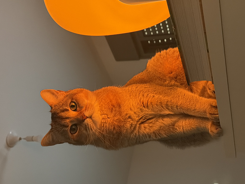 In a room located in Harish, Israel, a domestic feline, possibly a shorthair breed with light brown or fawn fur, is seated upright on a white shelf. The animal faces forward, its large, round eyes directed towards the viewer. Its fur and immediate surroundings are saturated with a strong orange light originating from a large, curved, orange lamp positioned out of frame to the right. A stack of at least two books is visible beneath the cat's rear on the shelf. The upper left background features a white ceiling fan with a visible, motion-blurred blade and a hanging light fixture. The upper right background shows a darker, rectangular architectural element, possibly a window with a vent or blinds, exhibiting a grid of light points. The remaining background consists of light-colored walls. No other living subjects are present; the feline is static.