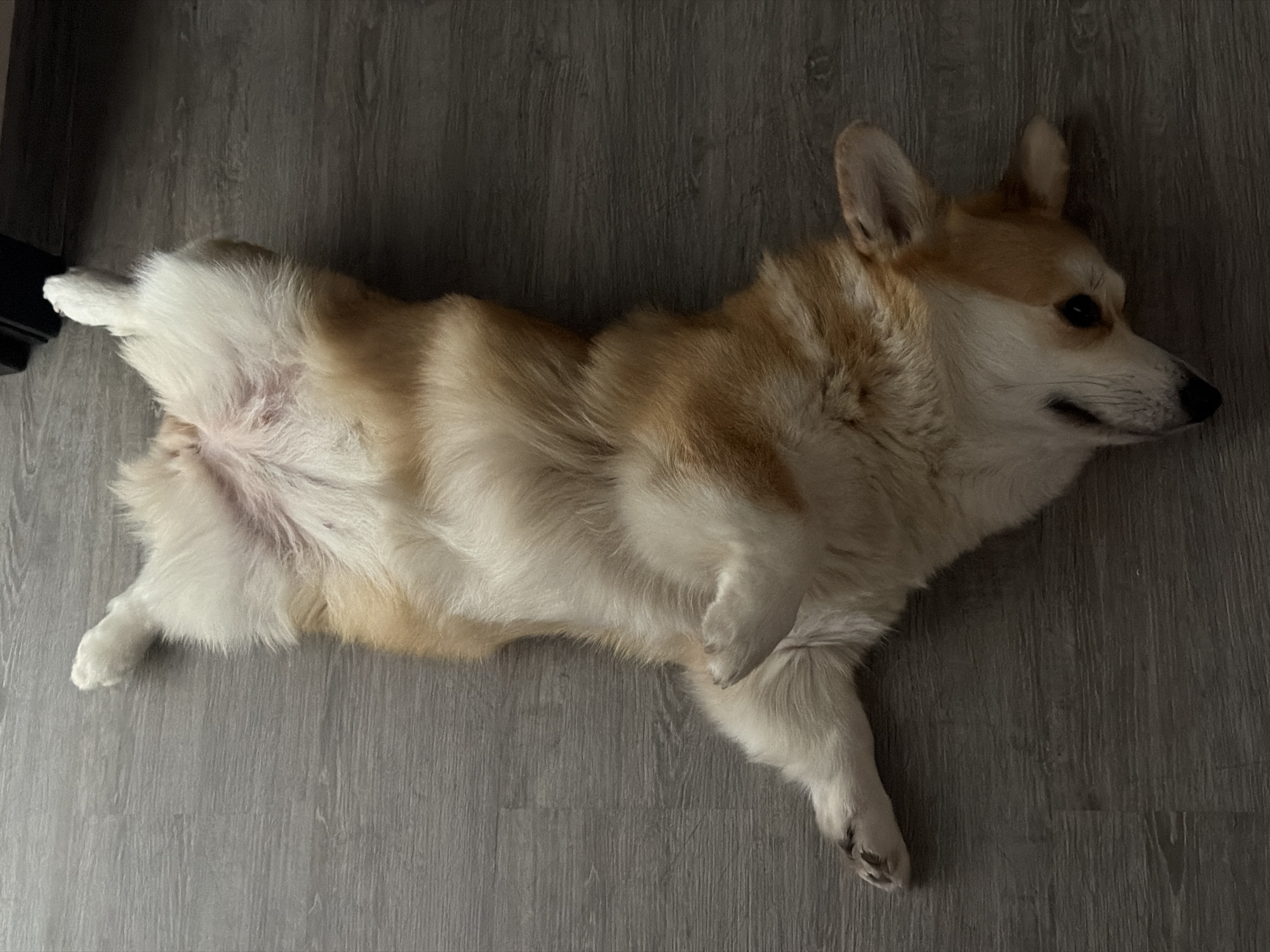 A corgi dog is lying on its back on a wooden floor. The dog is light brown and white with its belly exposed. Its legs are splayed out. The dog is facing to the right of the frame, with its head turned slightly towards the viewer. The floor appears to be dark wood laminate. There is no indication of location in Chaikovsky, Russia.