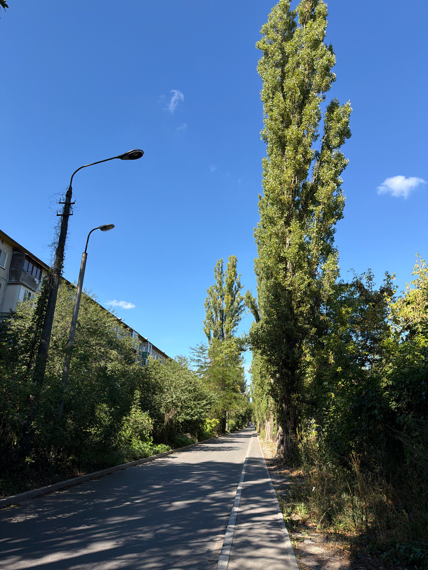 The image depicts a straight road with a pedestrian walkway on the right, lined with tall trees and dense greenery. On the left side of the road, there is a multi-story building and a power pole with two streetlights. The sky is clear blue with a few small white clouds. The scene appears to be an urban environment with natural elements integrated. This location is consistent with the residential areas of Kyiv, Ukraine, specifically in districts with tree-lined streets and Soviet-era apartment buildings. The presence of streetlights and a pedestrian path suggests a public street or avenue.